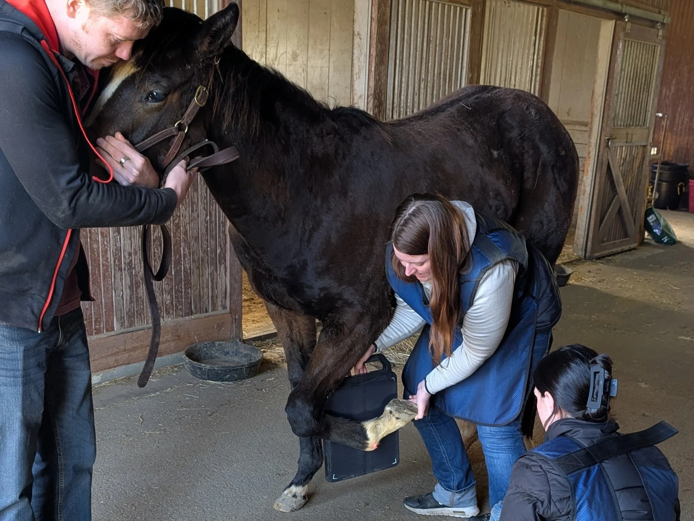 Why We X-Ray Yearlings: Inside Today’s Full Joint Survey of Our Developing Thoroughbreds