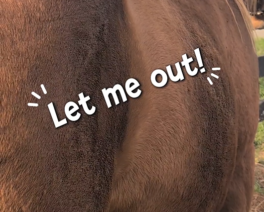 Pregnancy Update Day 305: A Very Active Morning for Audi’s Baby