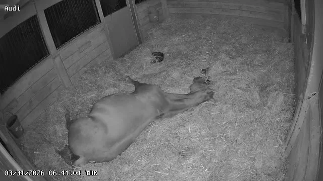 Foal Watch Night 1 — What We Saw on the Cameras