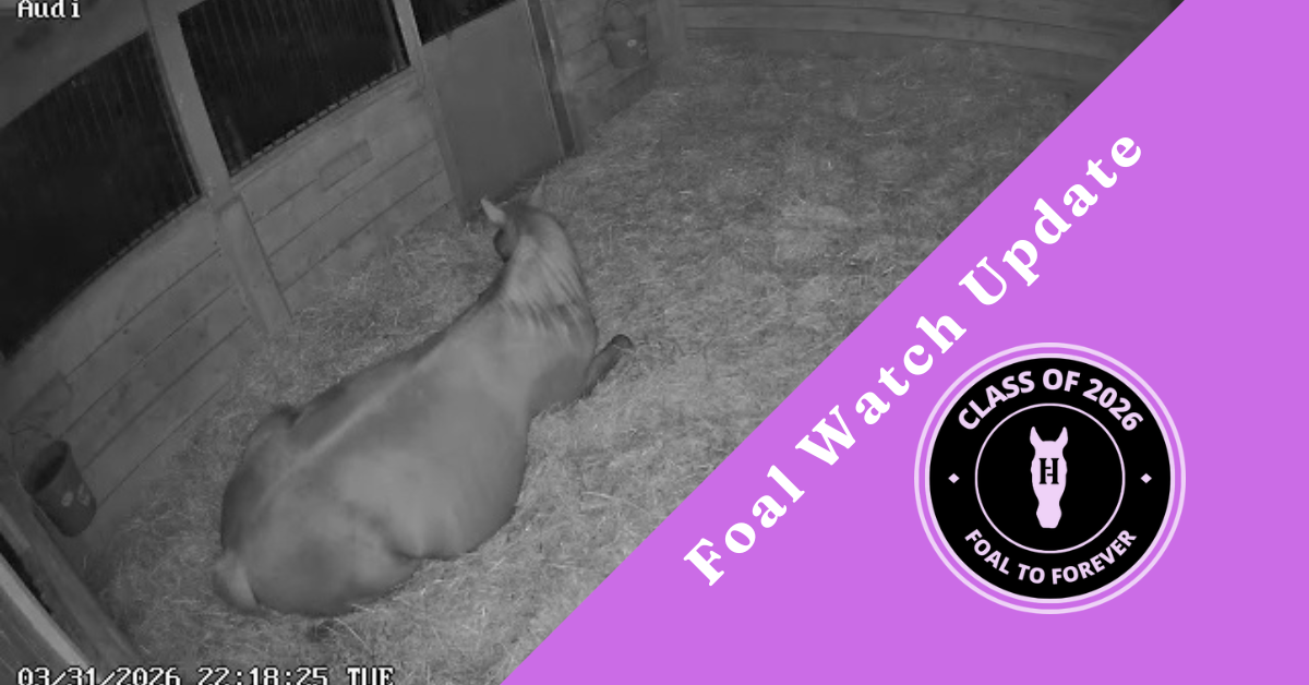 Foal Watch Update: Day 340 (Audi) and Day 325 (Dyana)