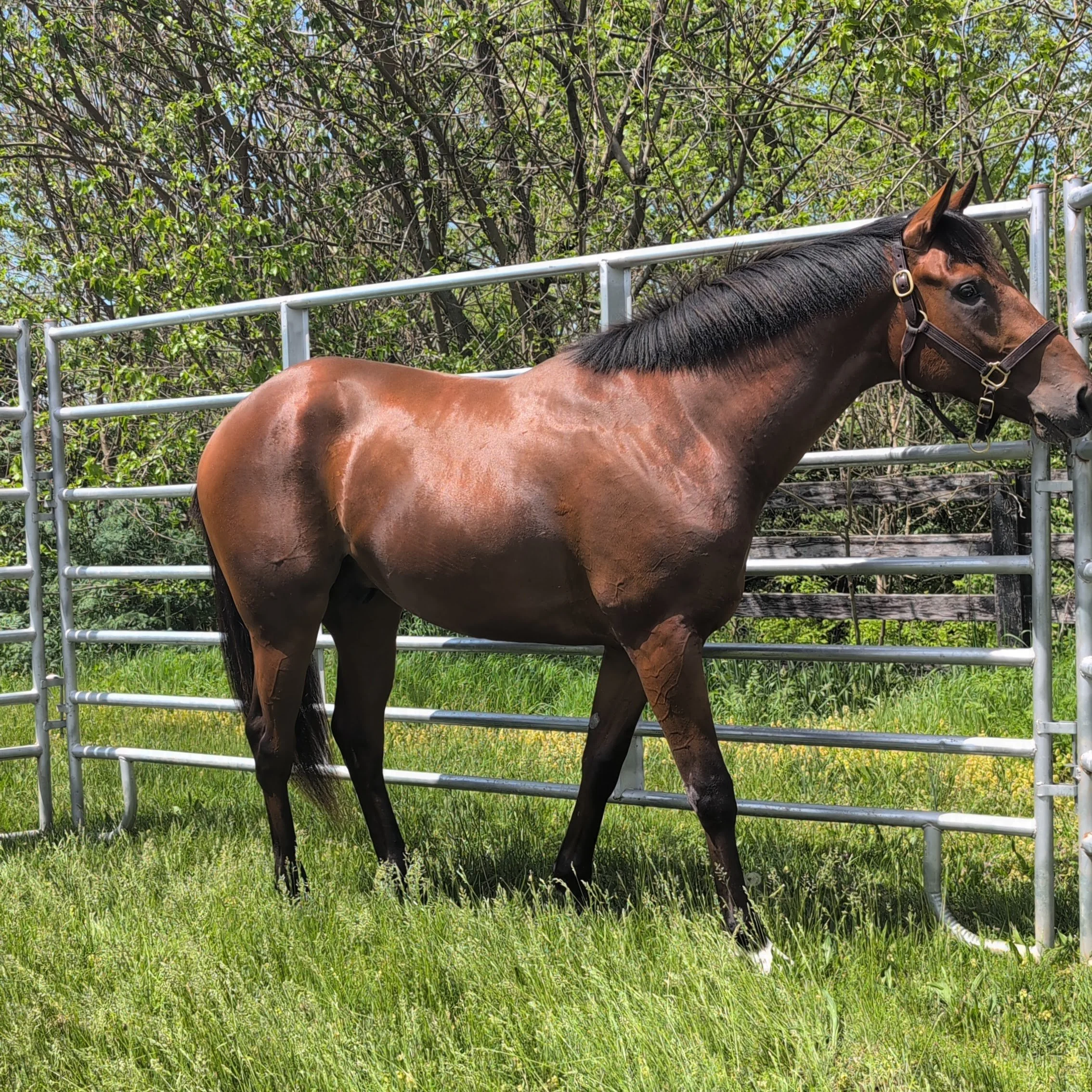 A brown horse with a dark mane resting on a bed of hay inside a barn, with a wooden wall and a metal gate in the background.