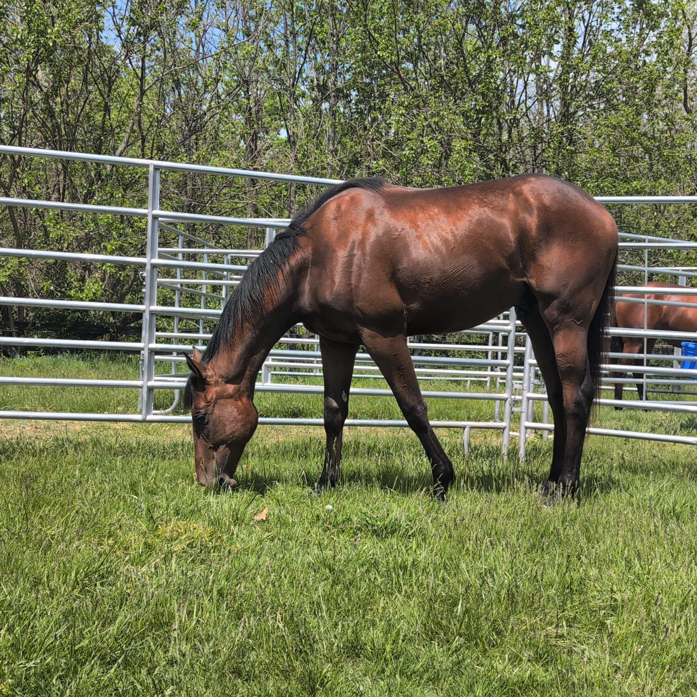 They’re Home: Paycasso and Caesar’s First Break from Training
