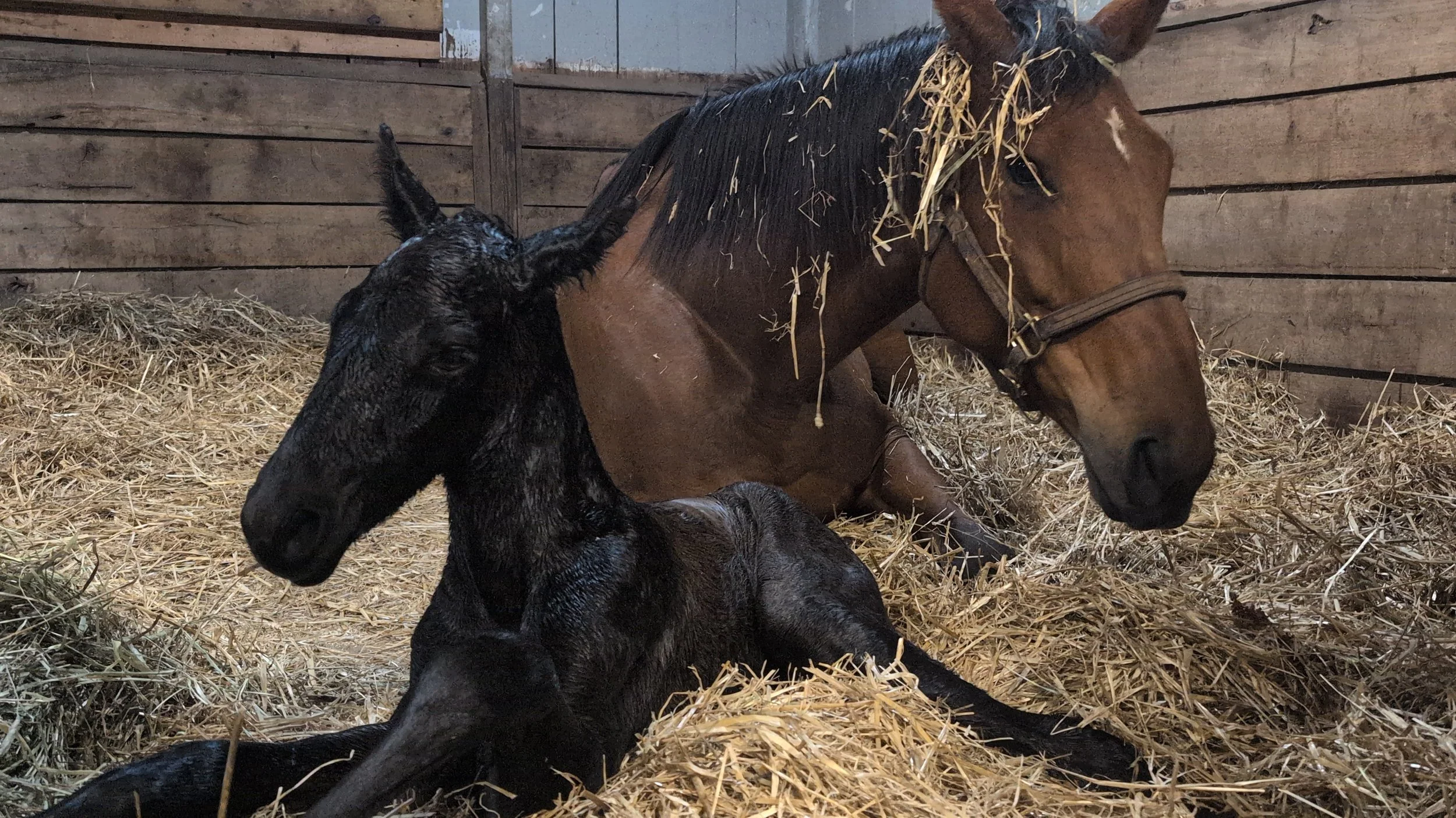 Dyana Foaling Update: Normal Delivery, Contracted Fetlocks, and First Nursing Challenges