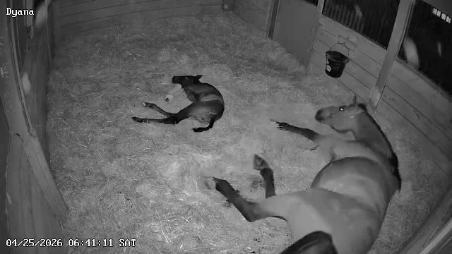 Dyana’s Foal: The Complete Update — Gender Reveal, Color, Weight, and What We’re Seeing at 36 Hours