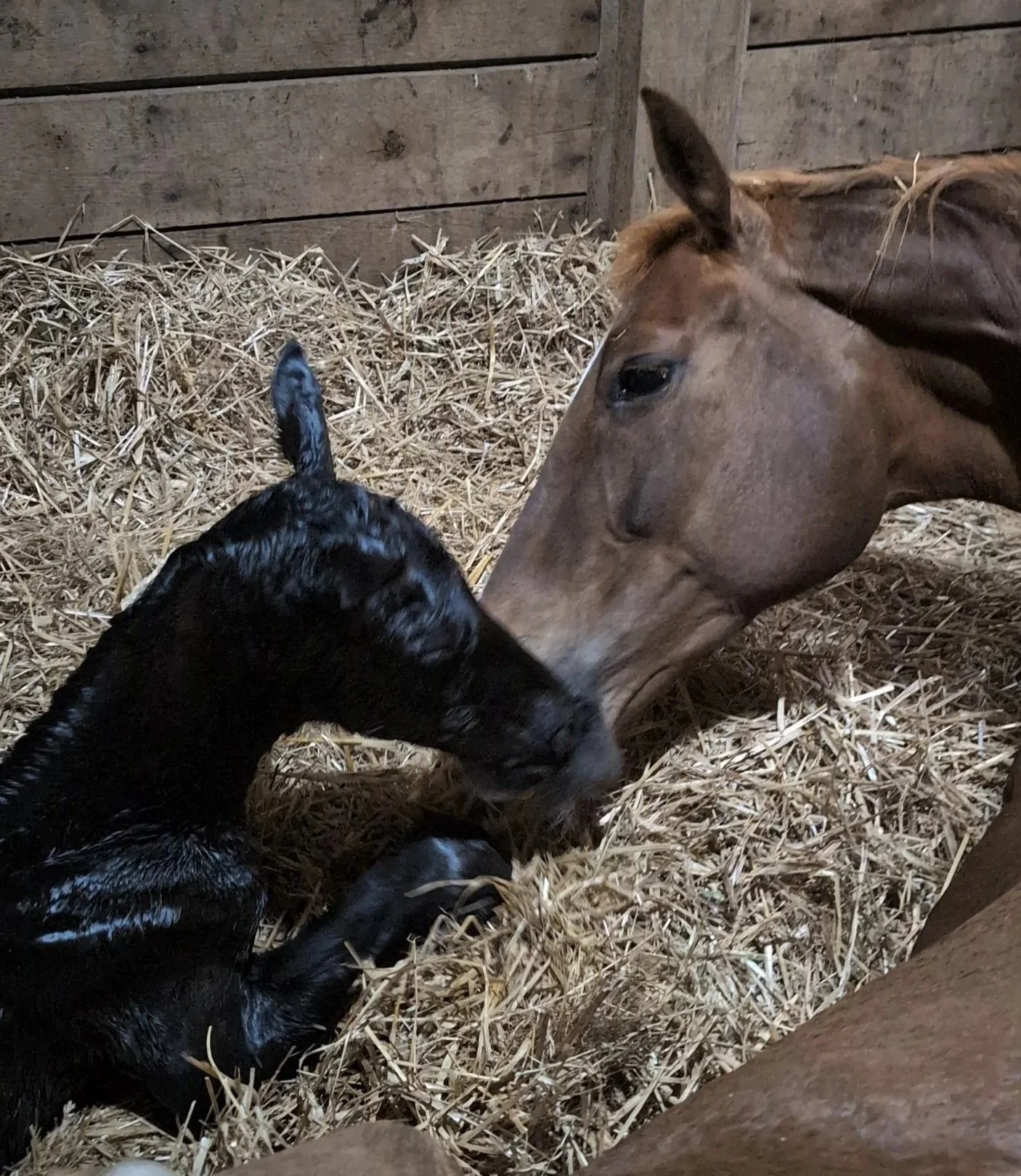 Audi Foaling Update: Normal Delivery, Strong Start, and Monitoring for Placenta Passage