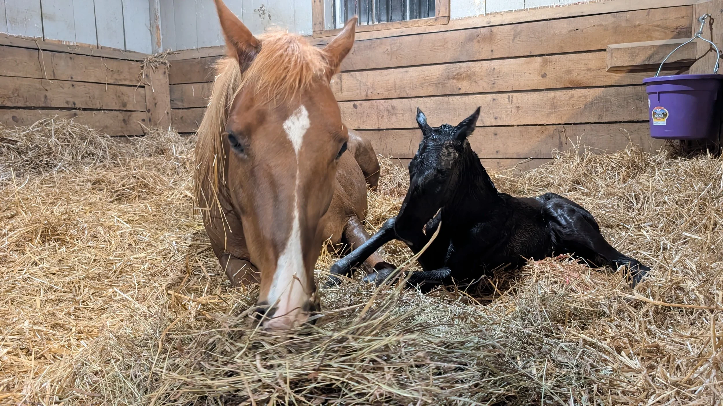 Audi’s Foal: The Complete Update — Gender Reveal, Color, Bloodwork, and What We’re Seeing at 36 Hours