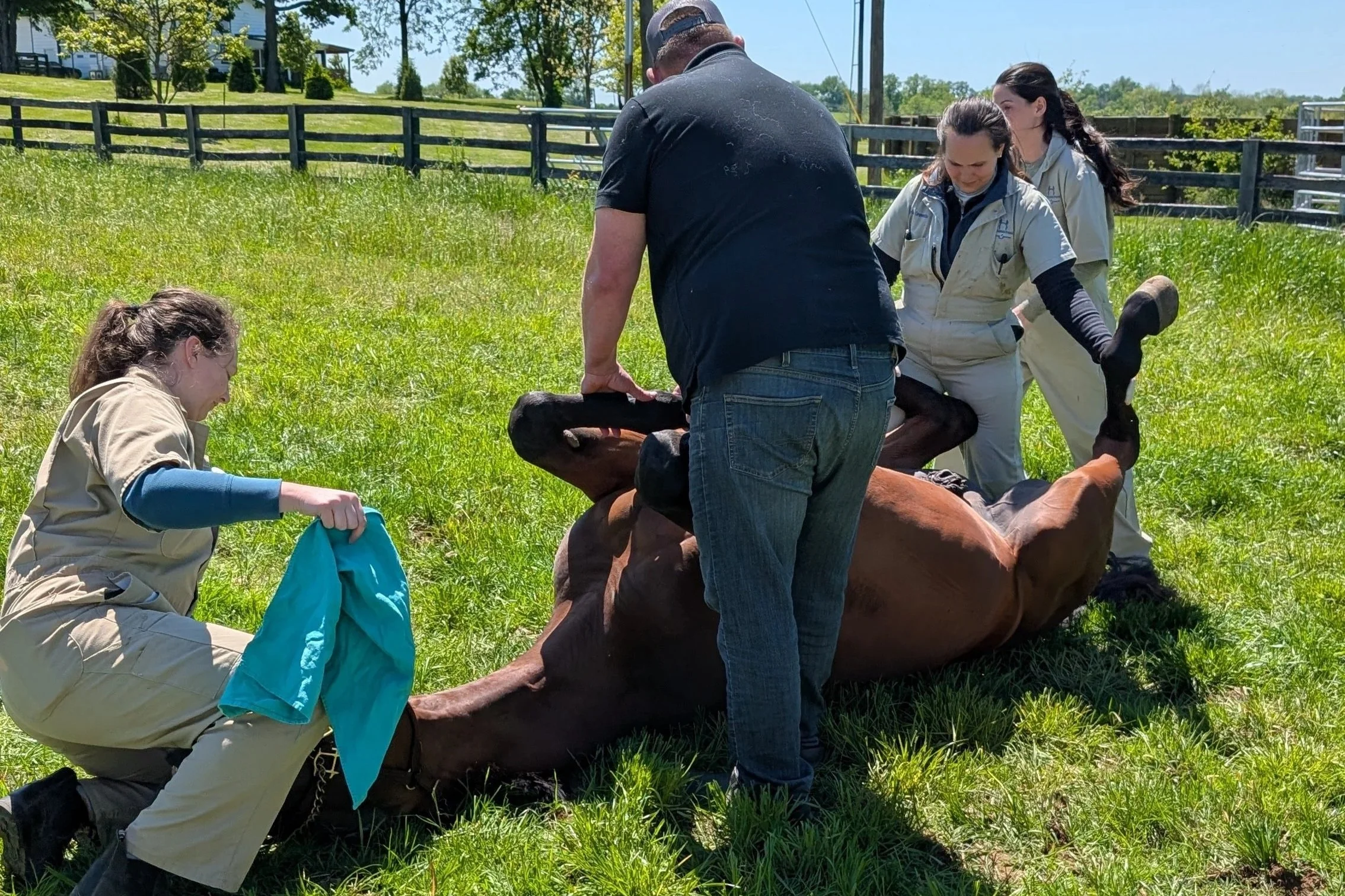 Gelding Day for Caesar and Paycasso