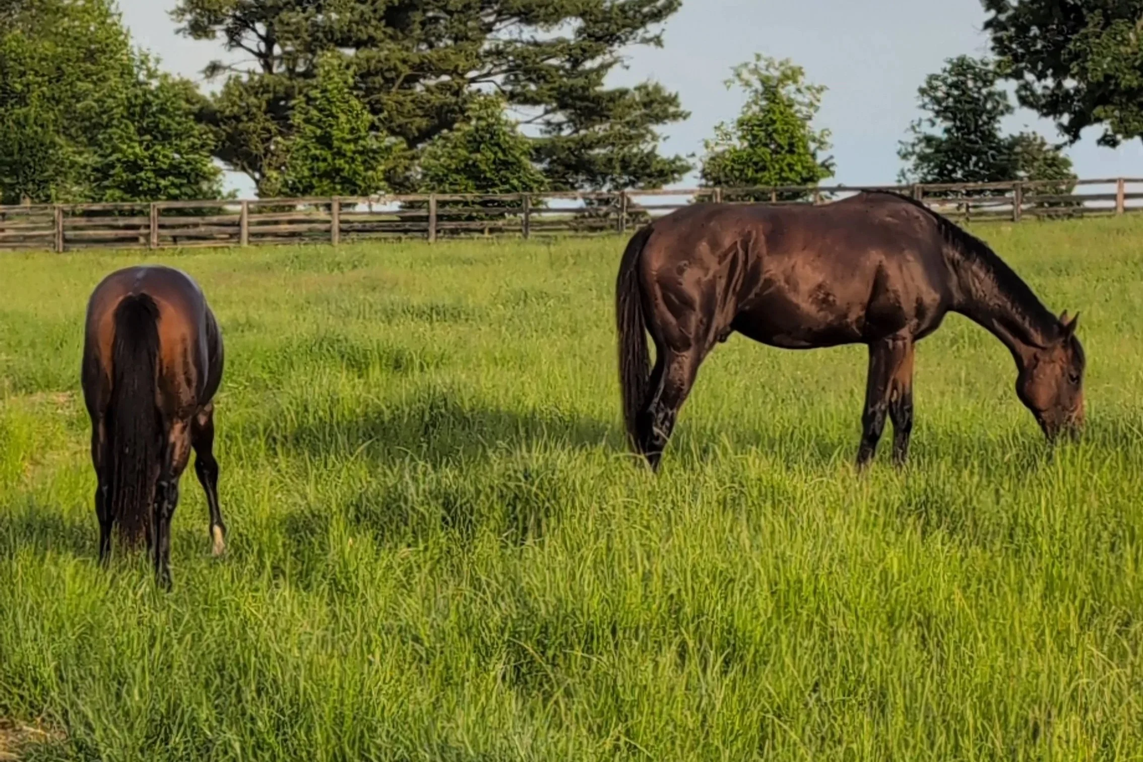 The Boys Are Back Together After Gelding