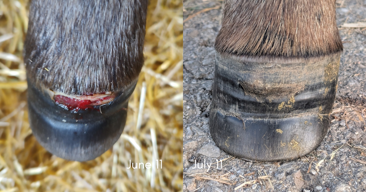 One Month of Healing: Grace’s Coronary Band Injury