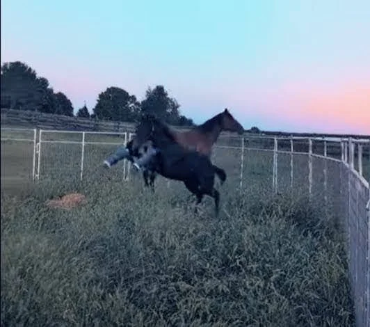 Grace’s Hoof Recovery: What We’ve Learned Since Her Fracture Diagnosis