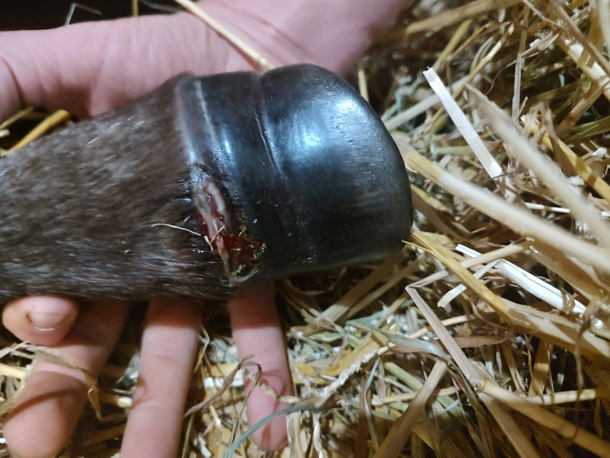 Grace's Latest Adventure: Understanding Coronary Band Injuries