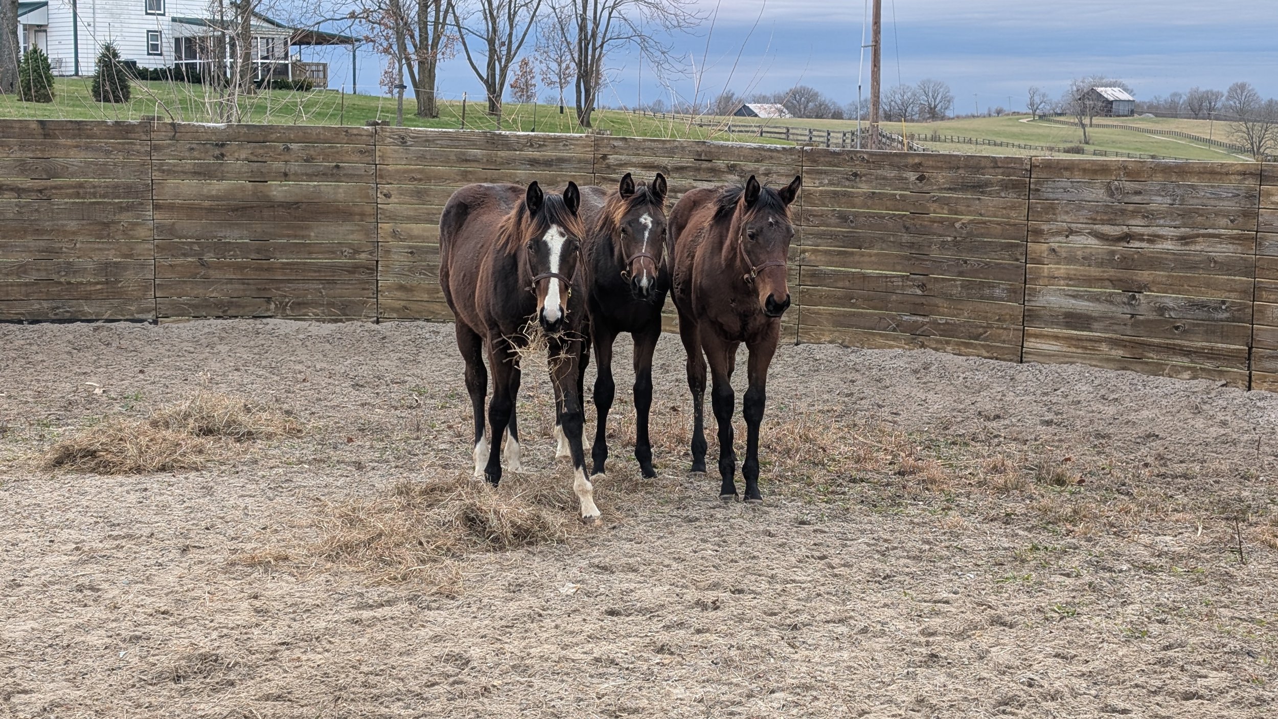 Meet the Class of 2025: Callie, Thirteen, and Whysper
