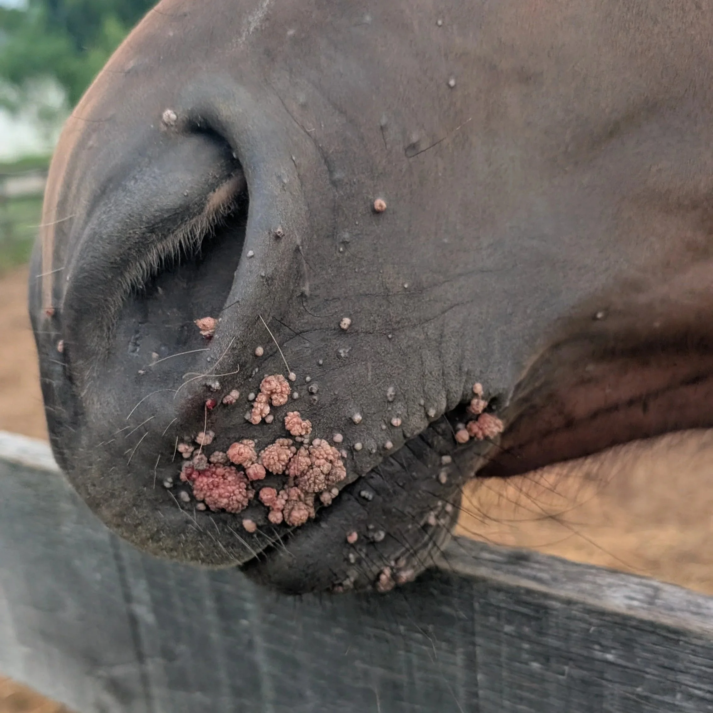 Horse Warts: Ugly, Common, and Usually Not a Crisis