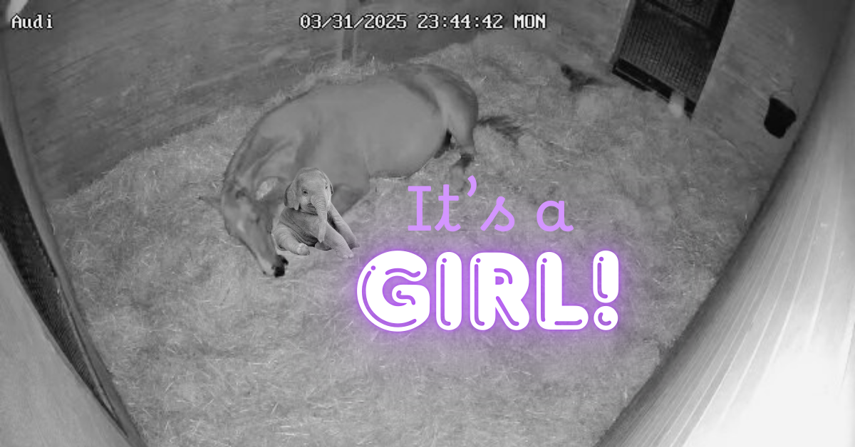 A nursery with a dog lying on the floor and a baby elephant edited onto the image, accompanied by the text "It's a GIRL!" in purple letters.
