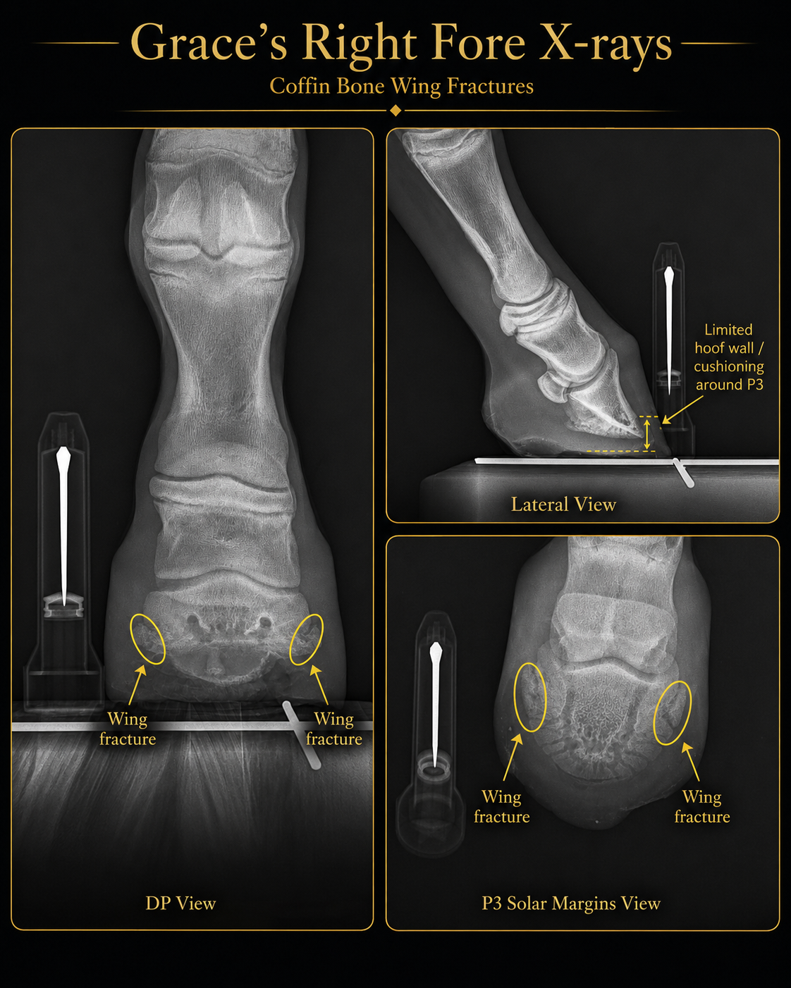 Grace’s Hoof: What We Found and Where We Are Now