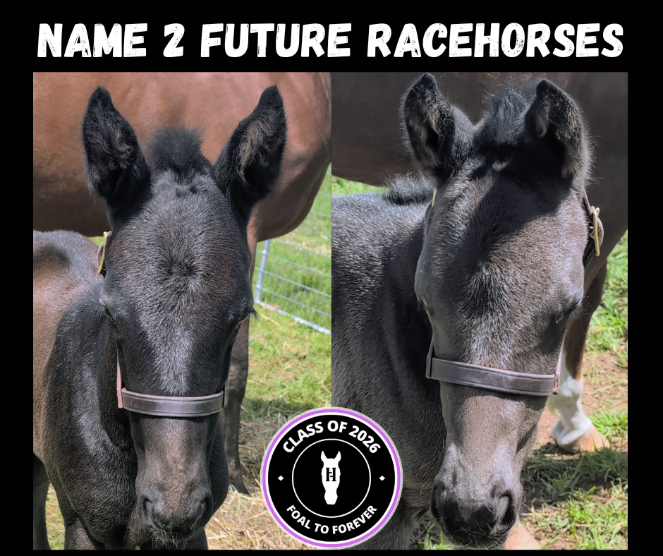 Name the Class of 2026 Foals — Will Your Name Be the One They Carry Forever?