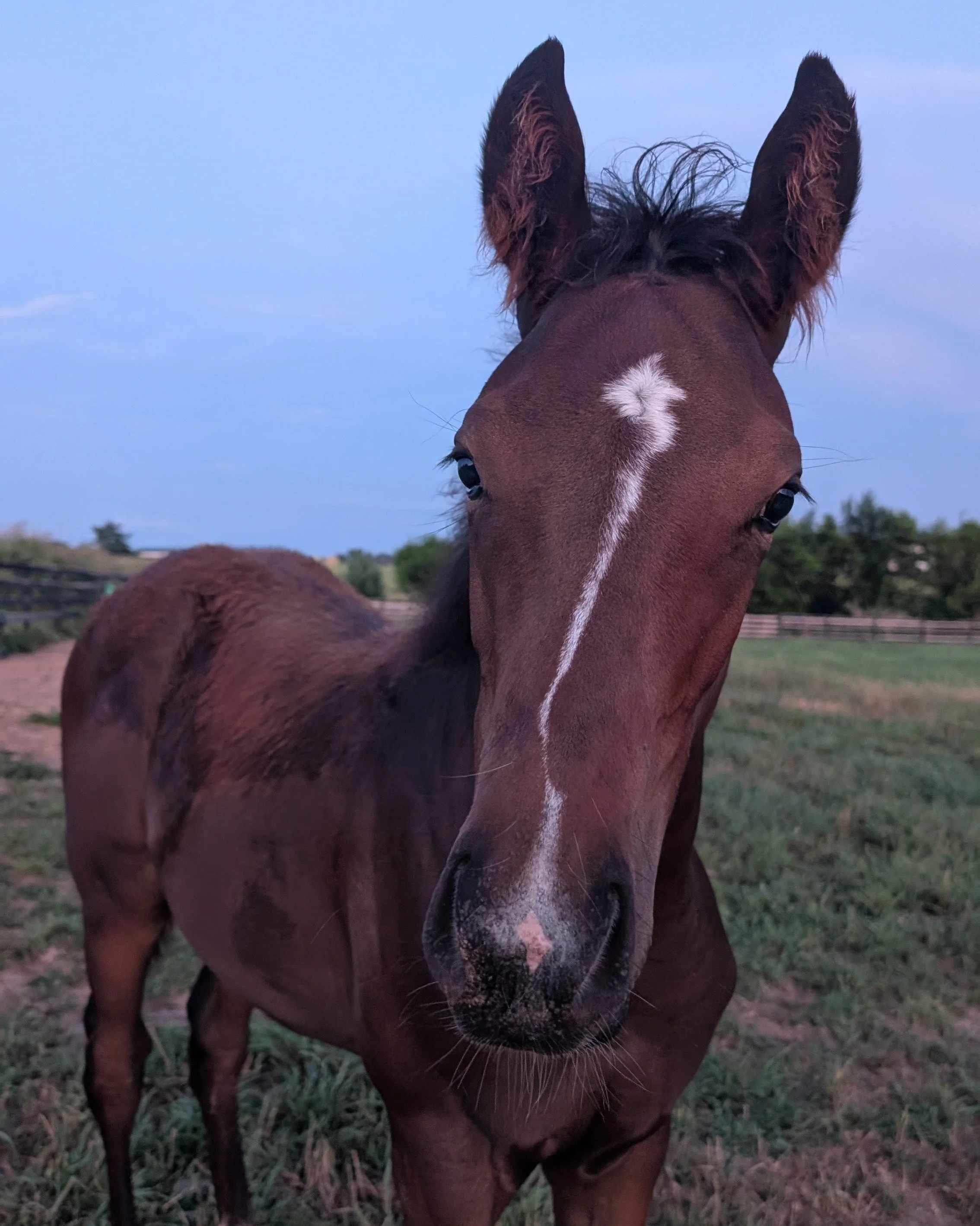 Close-up of a young brown foal with a white star-shaped marking on its forehead, standing in a grassy field with a wooden fence and trees in the background during dusk.