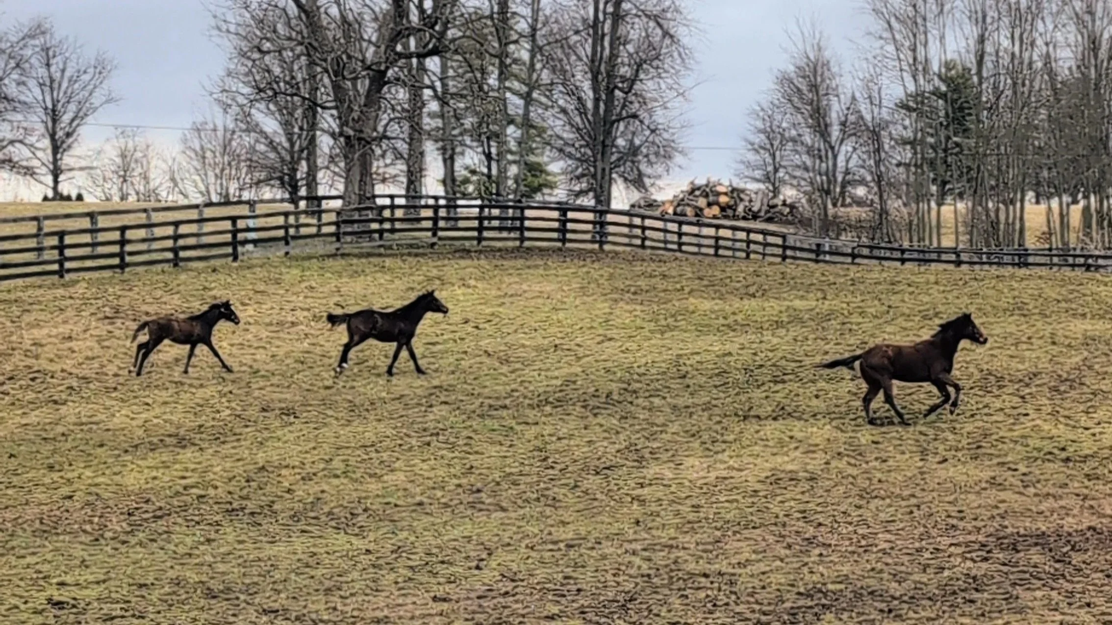 Is There a Racehorse Inside Tiny Country Karma? His First Paddock Run Says Maybe
