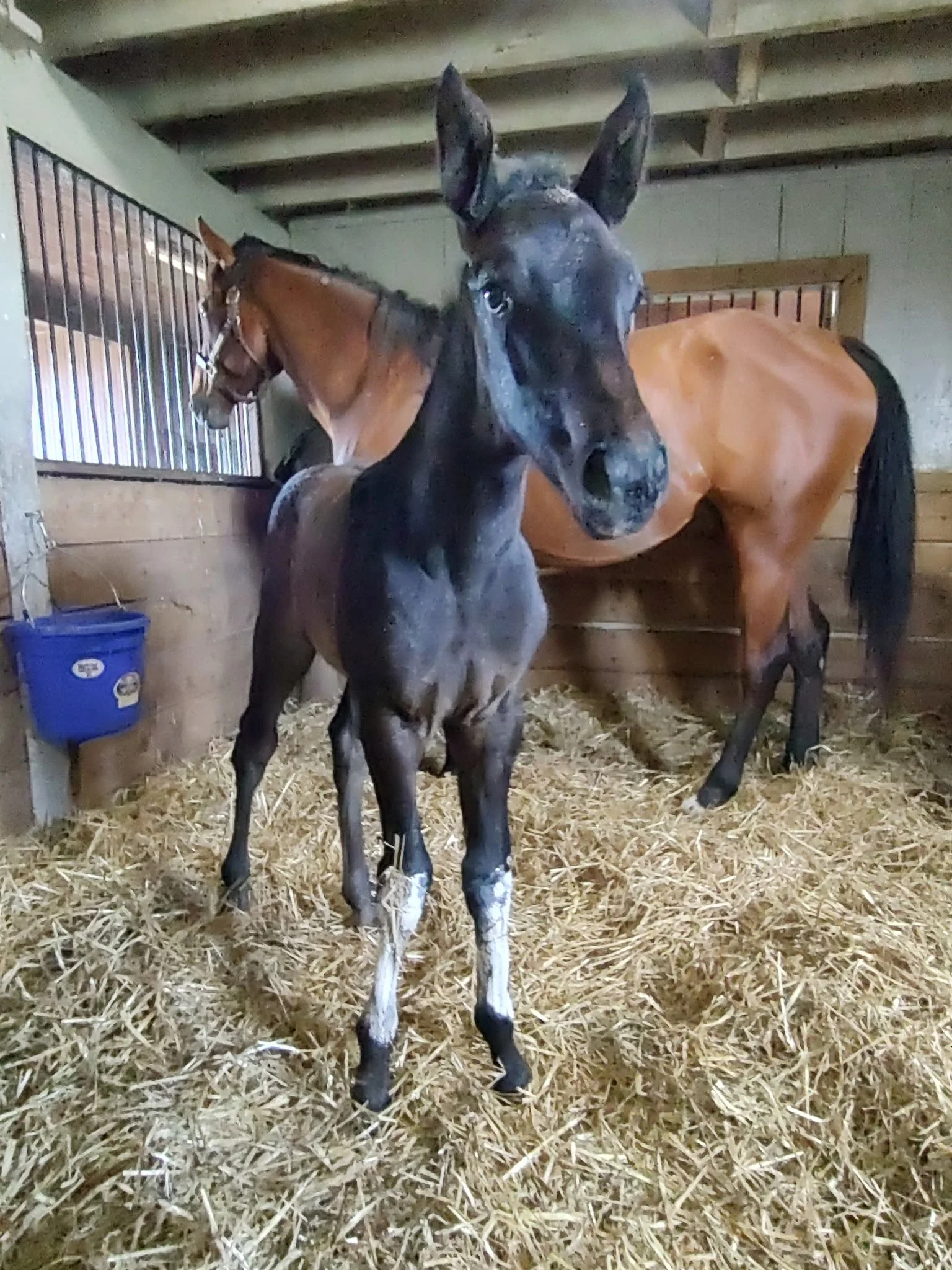 Dyana’s Filly Had Her First Poultice Application