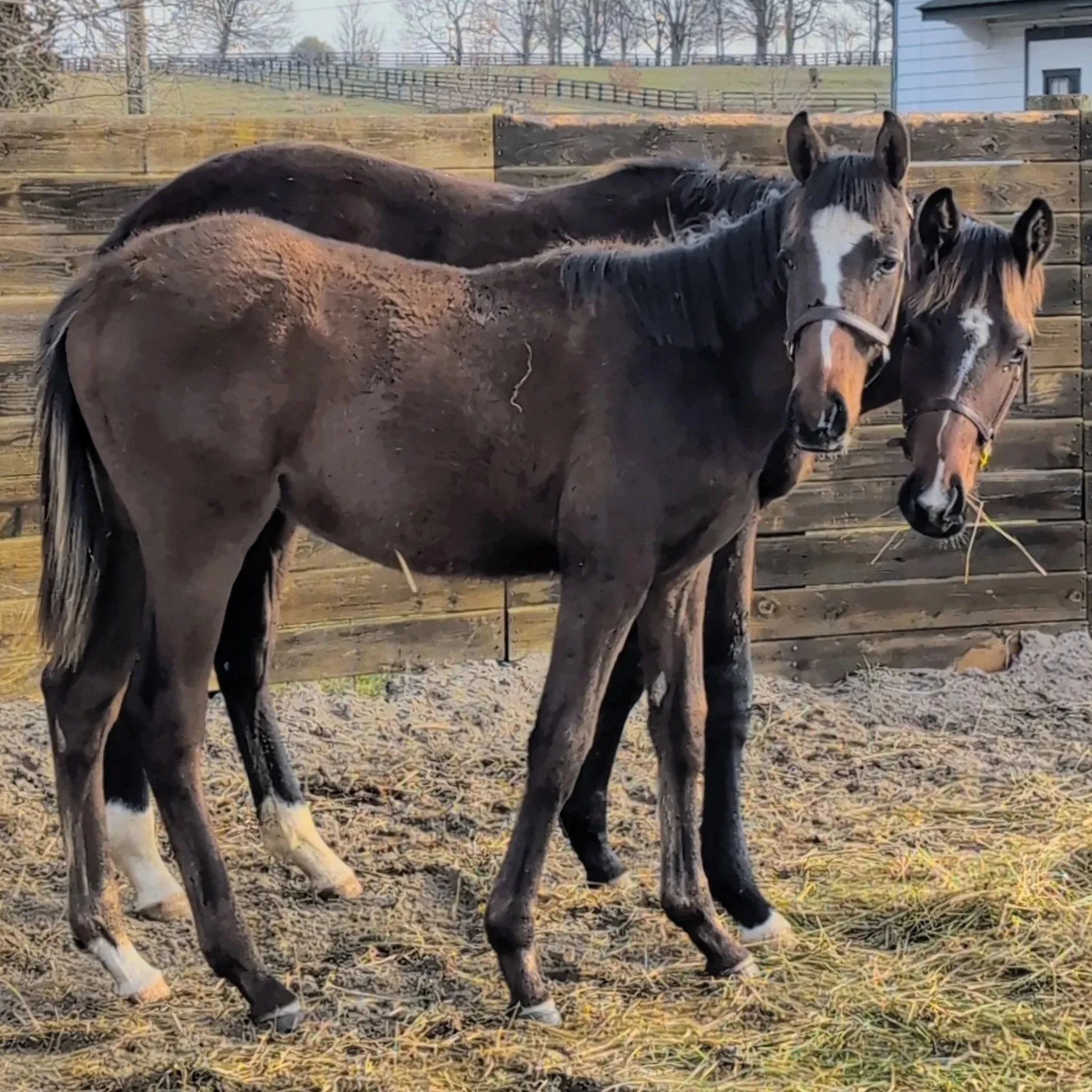 From No Bid to Official Jockey Club Name