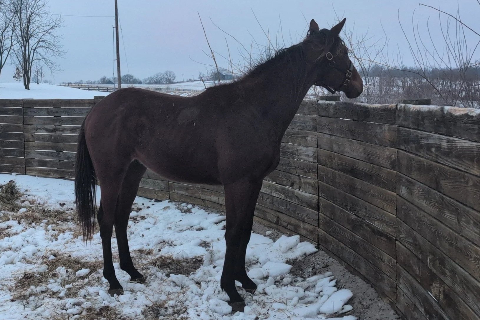 Back on Track: Paycasso &amp; Caesar Headed to Training After a Weather Delay