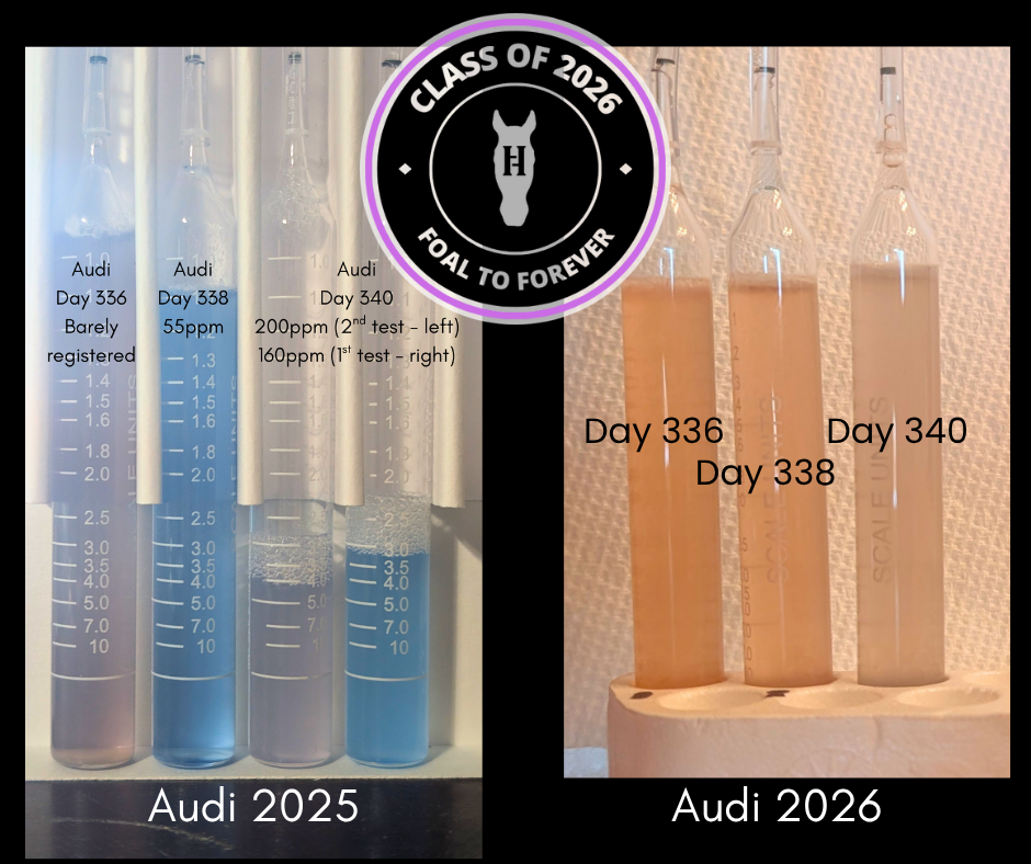 Audi Milk Calcium Test Update: Day 340