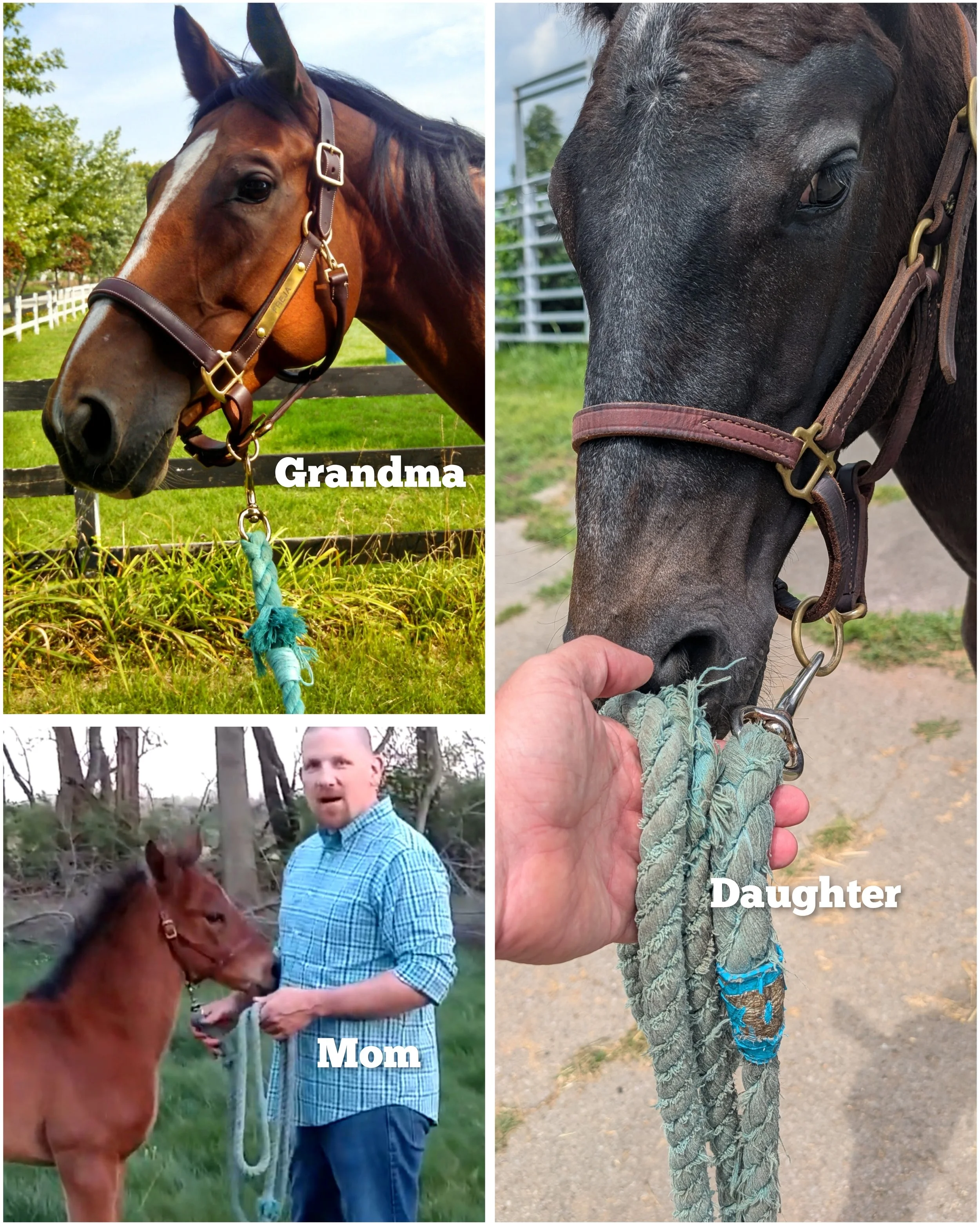 One Lead Rope, Three Generations