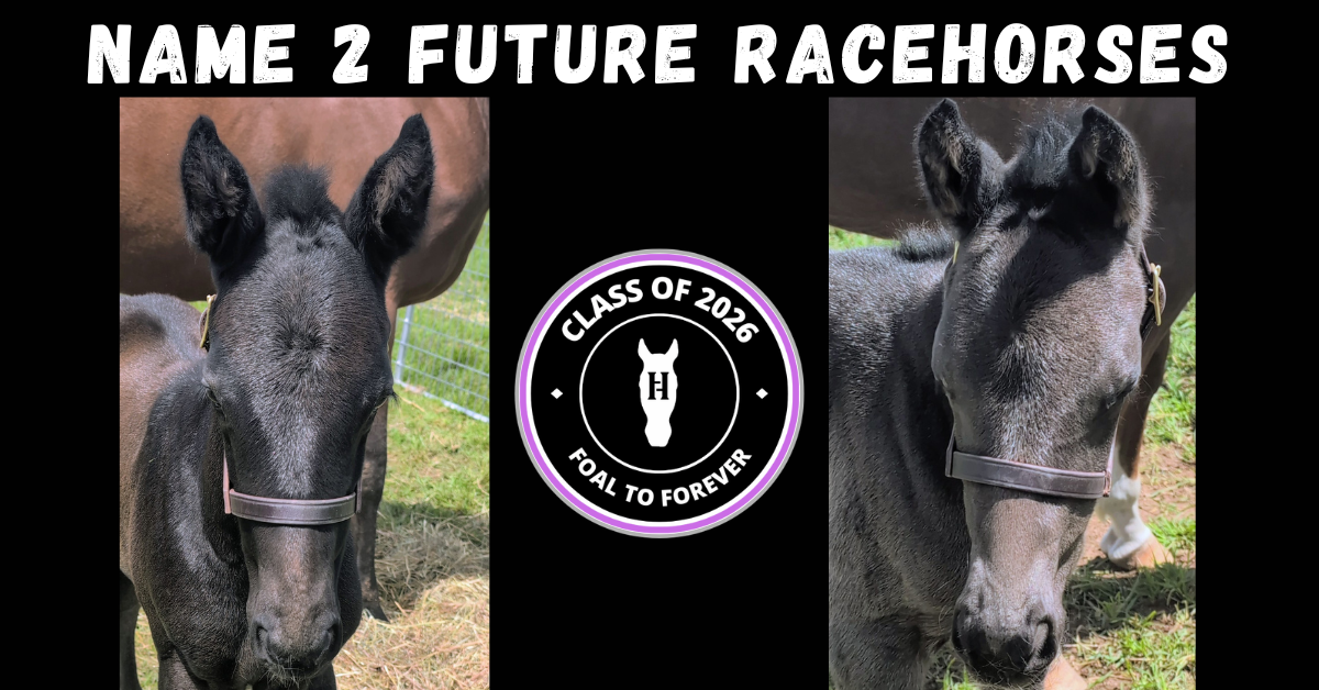 Vote to Name the Class of 2026 Fillies