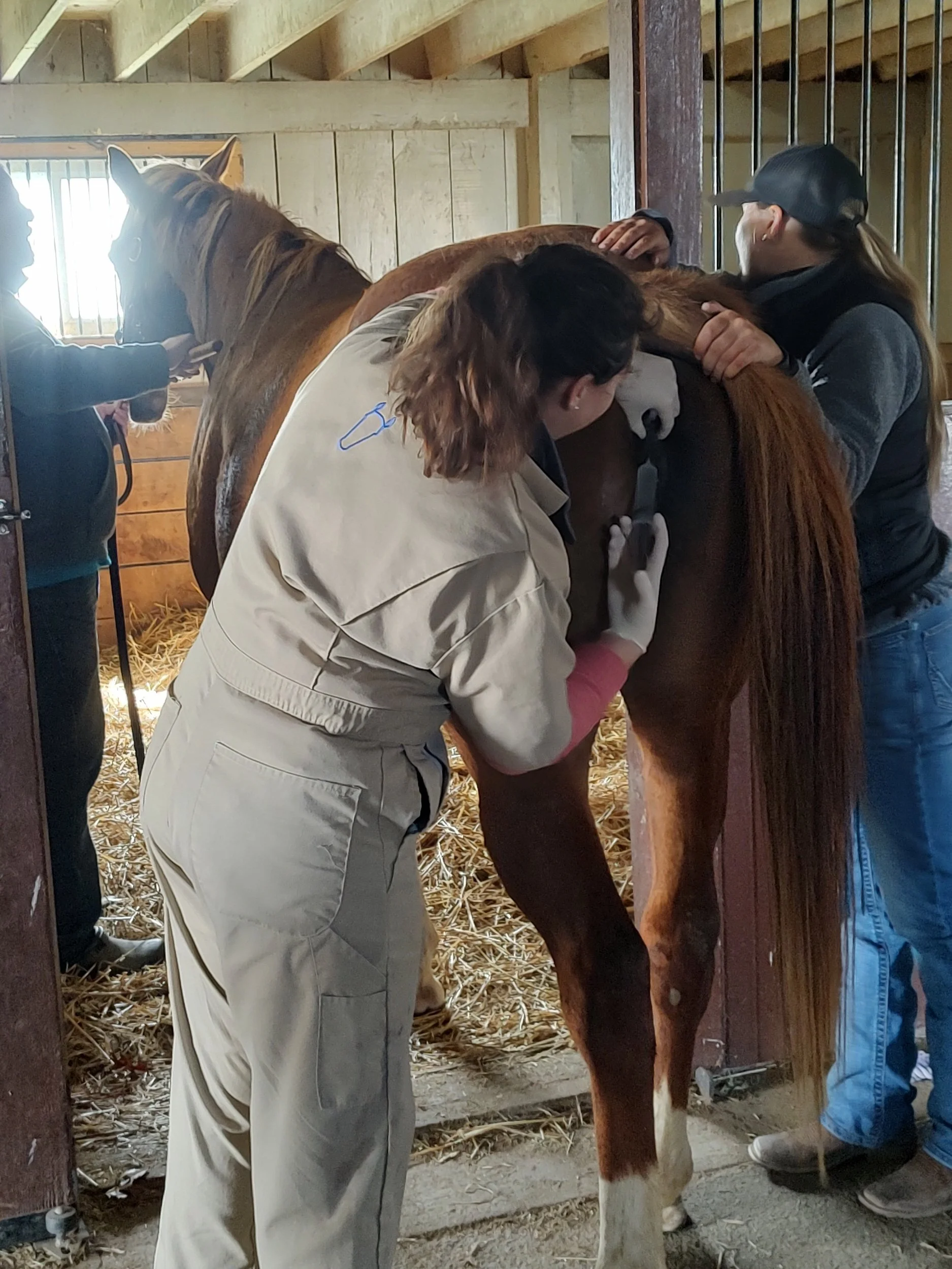 Pregnancy Update: Day 316 for Audi, Day 302 for Dyana — Entering the Final Stretch