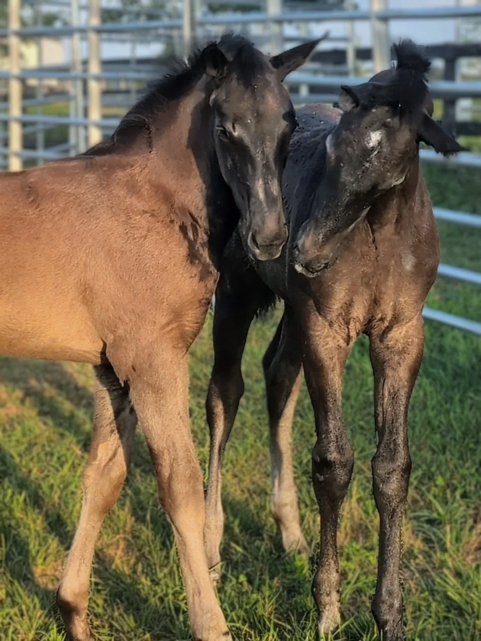 Growing Side by Side: Grace and Mia’s Three-Month Progress