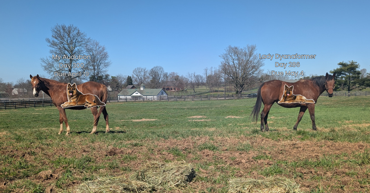 Pregnancy Update: German Shepherd Stage and the Rapid Changes of Late Gestation