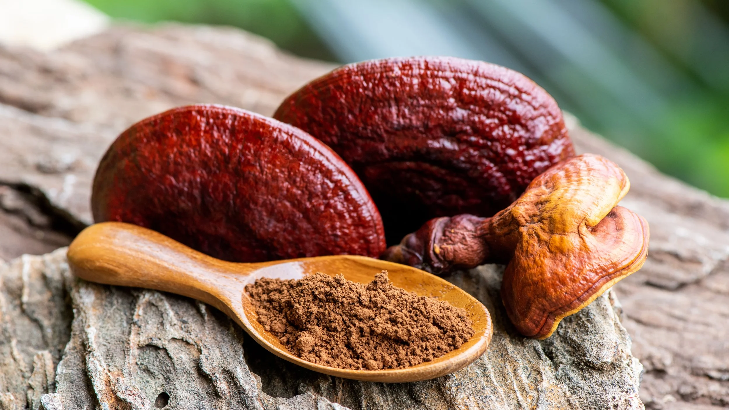 Meet Reishi - The Immortality Mushroom