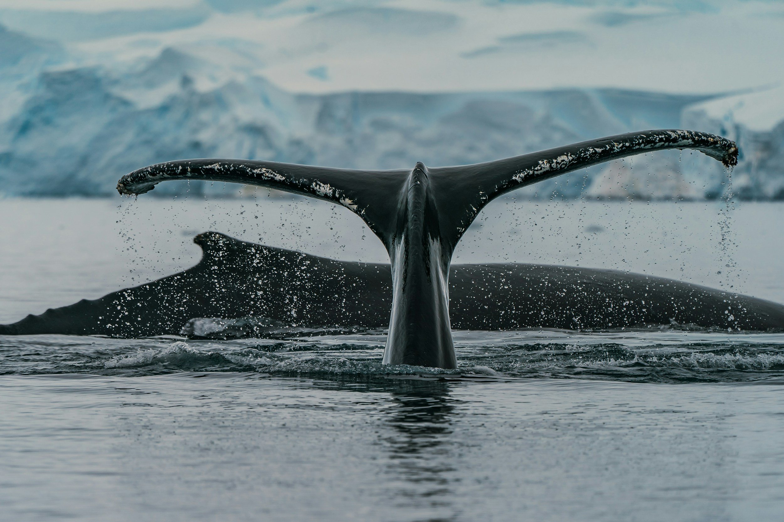 A whale's tail flukes above the water with icy glaciers in the background.