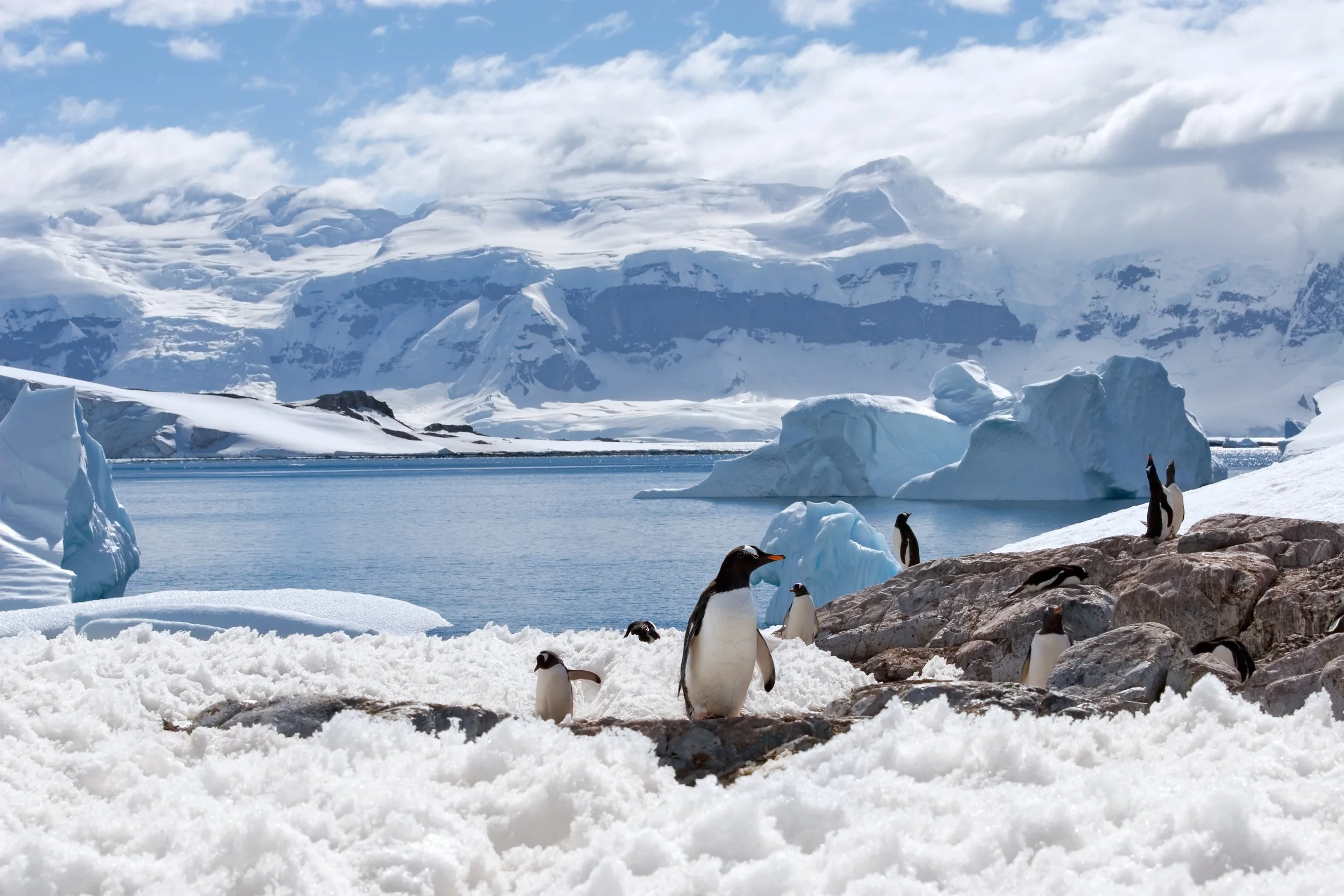 Gentoo penguins on a rocky shore with icebergs and glaciated mountains on the Antarctic Peninsula