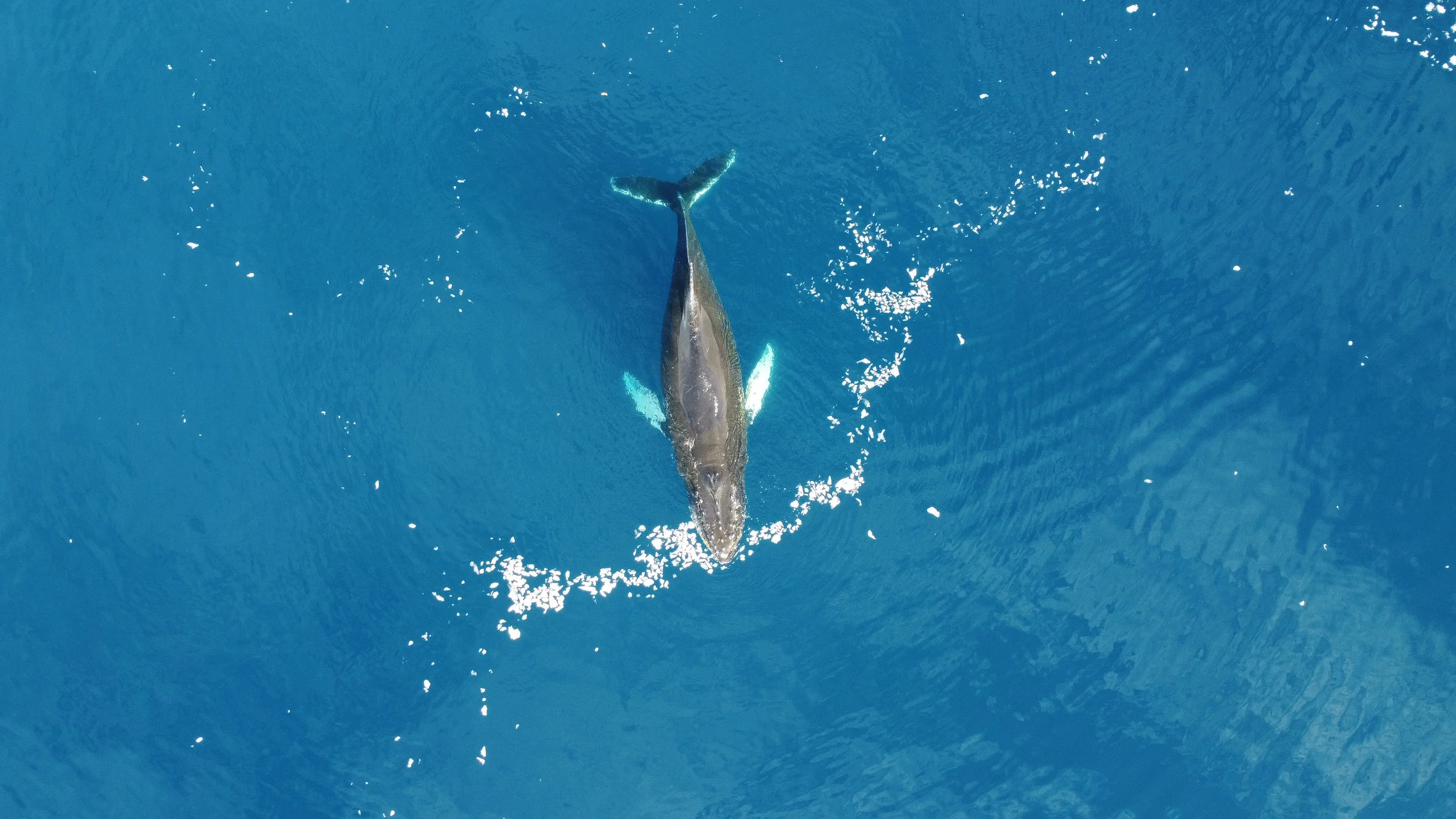 Echoes of the Deep: Whale Expeditions