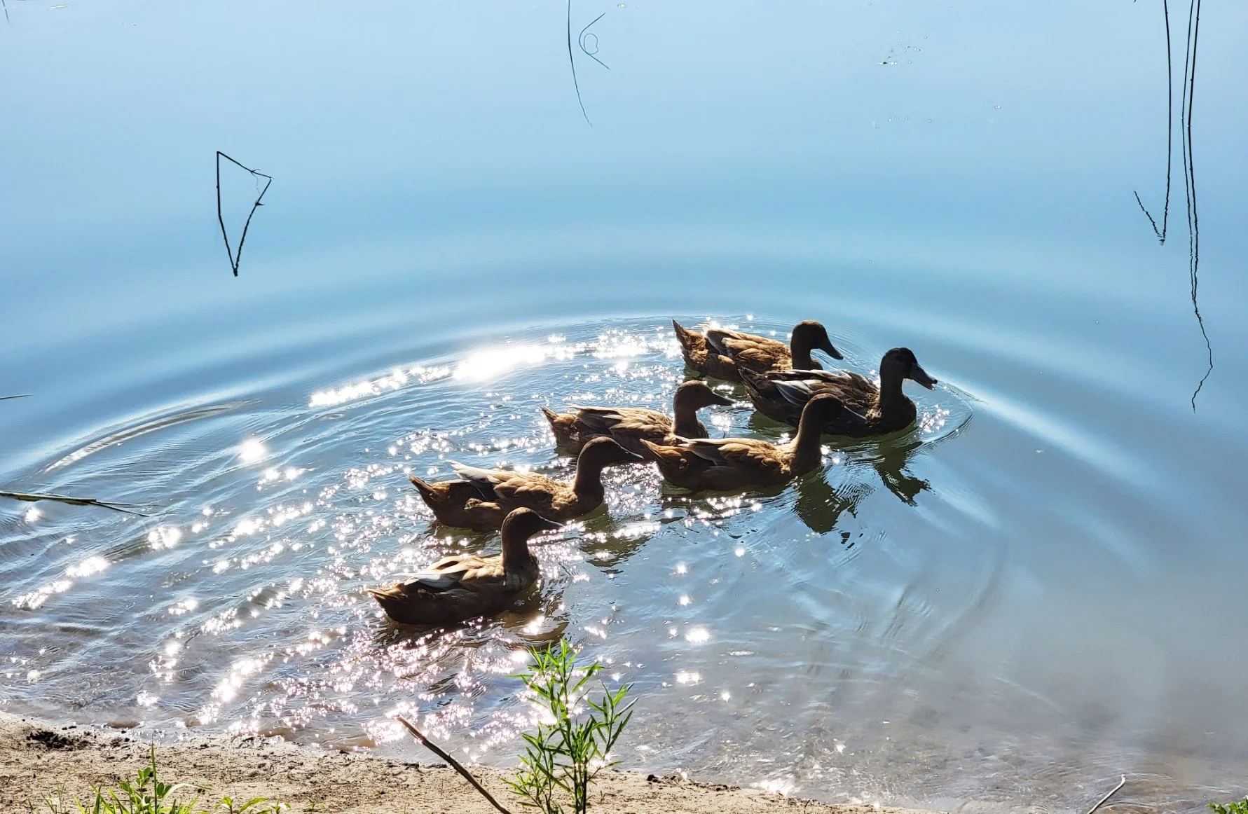 sage hills course 3 ducks.jpg