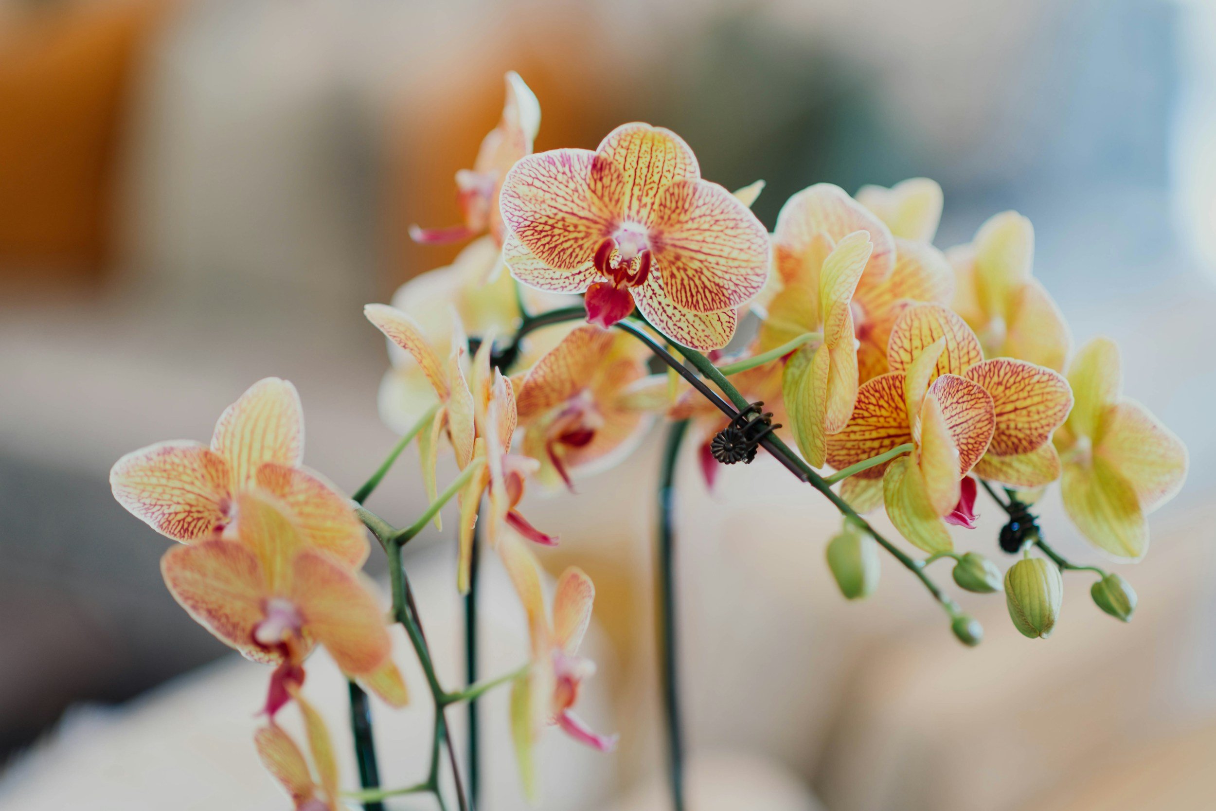 Orchid Daze: Beauty and Light at the Atlanta Botanical Garden