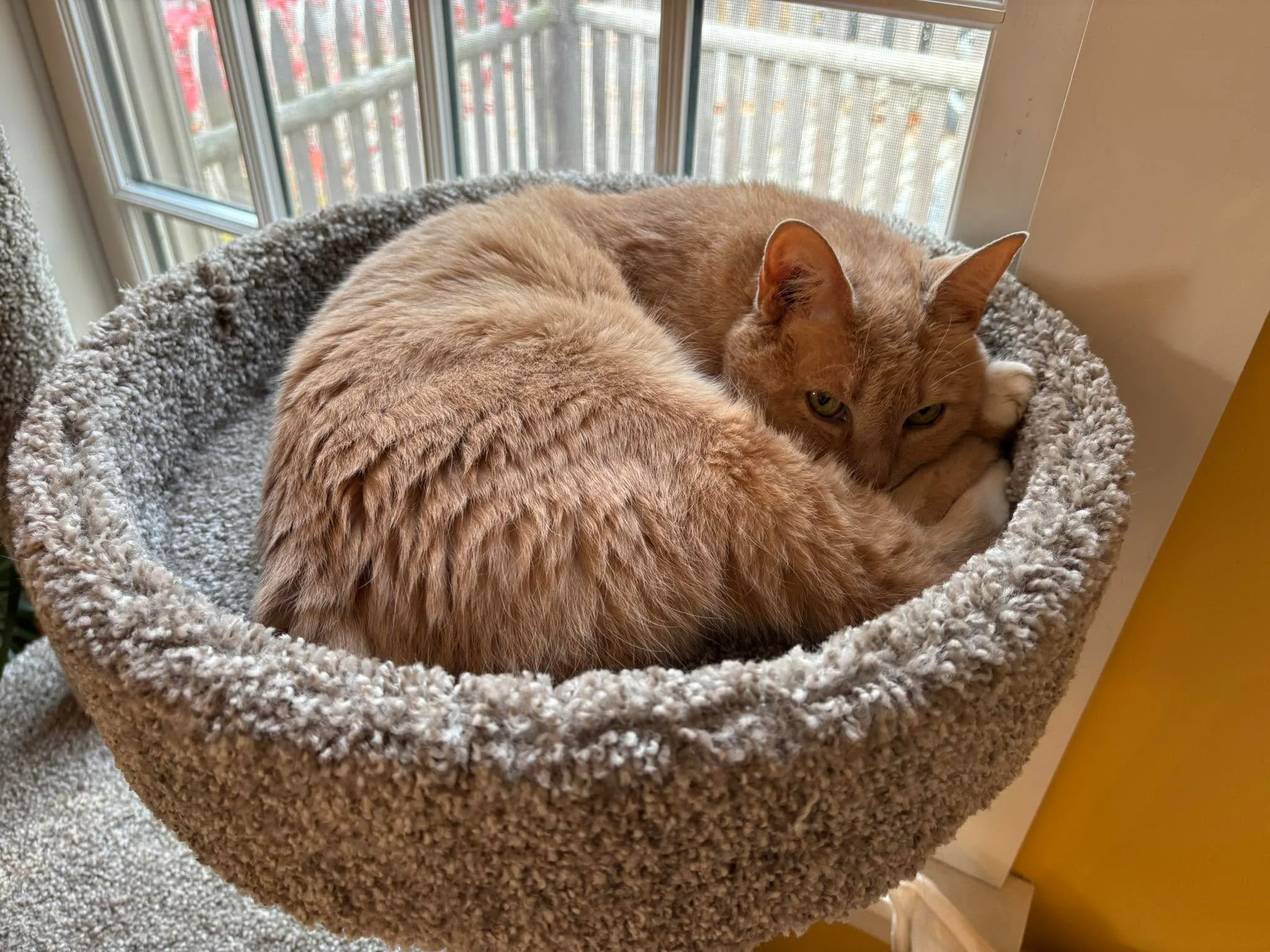 In honor of National Cat Day, union rules require my receptionist to have the day off. Phone lines closed. Please order through the internet. Thanks!