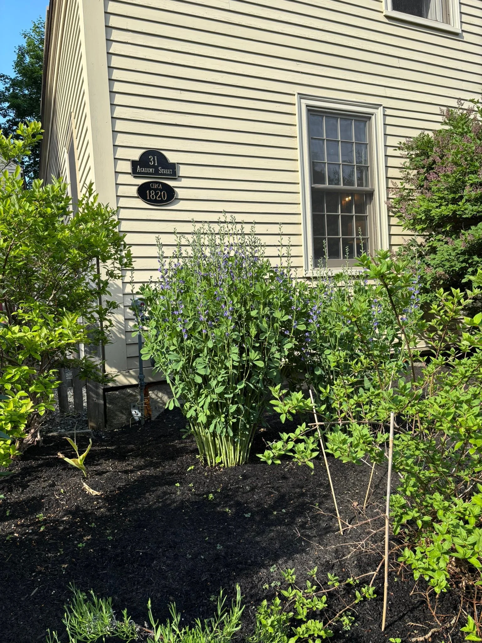 Some springtime dots around the house/workshop. Peonies should pop any day now. Don&rsquo;t let people tell you that you can&rsquo;t transplant Baptisia!
