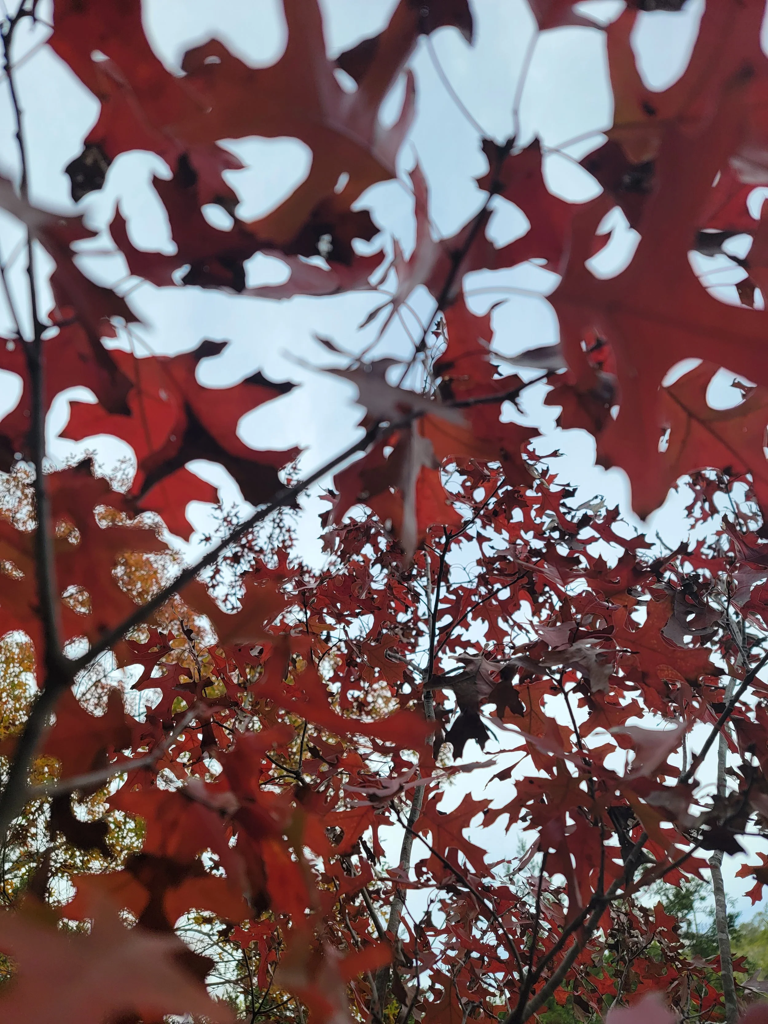 through the oak leaves.jpg