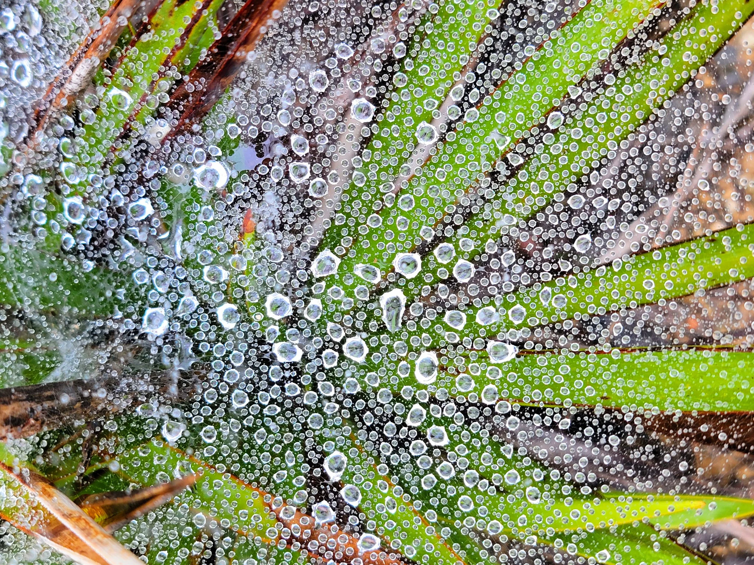 Web of drops landscape.jpg