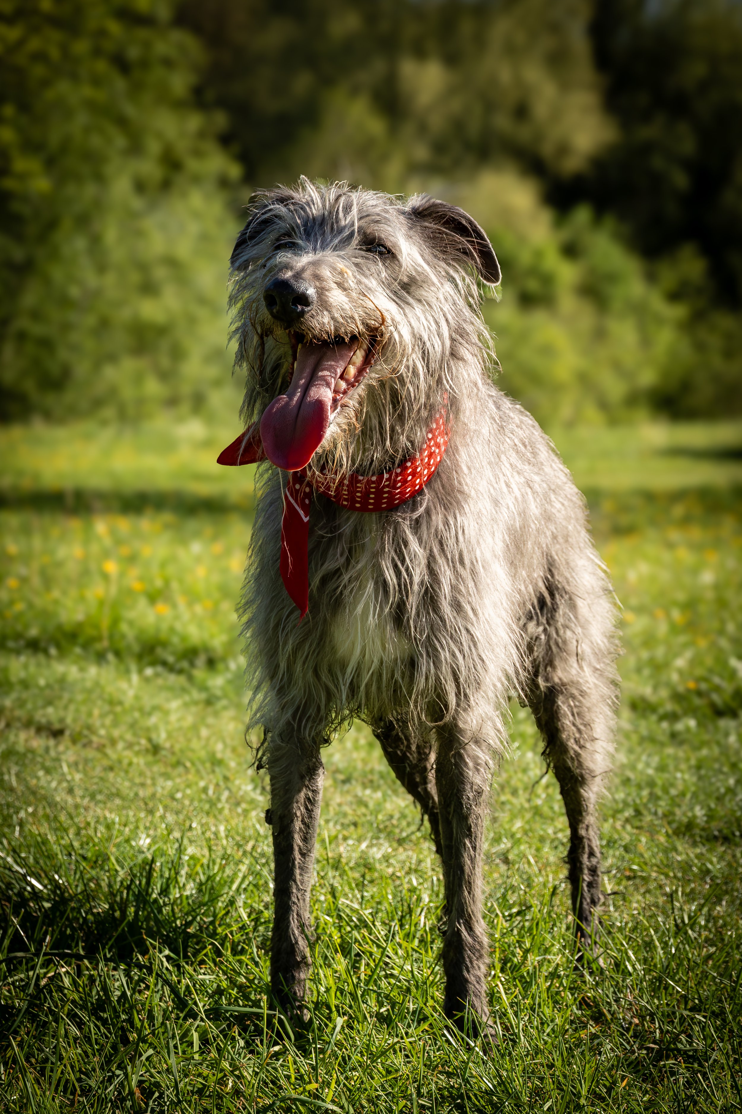 A scruffy gray dog with a red bandana around its neck, standing on green grass in a park with trees in the background, yawning with its tongue out and eyes squinting.
