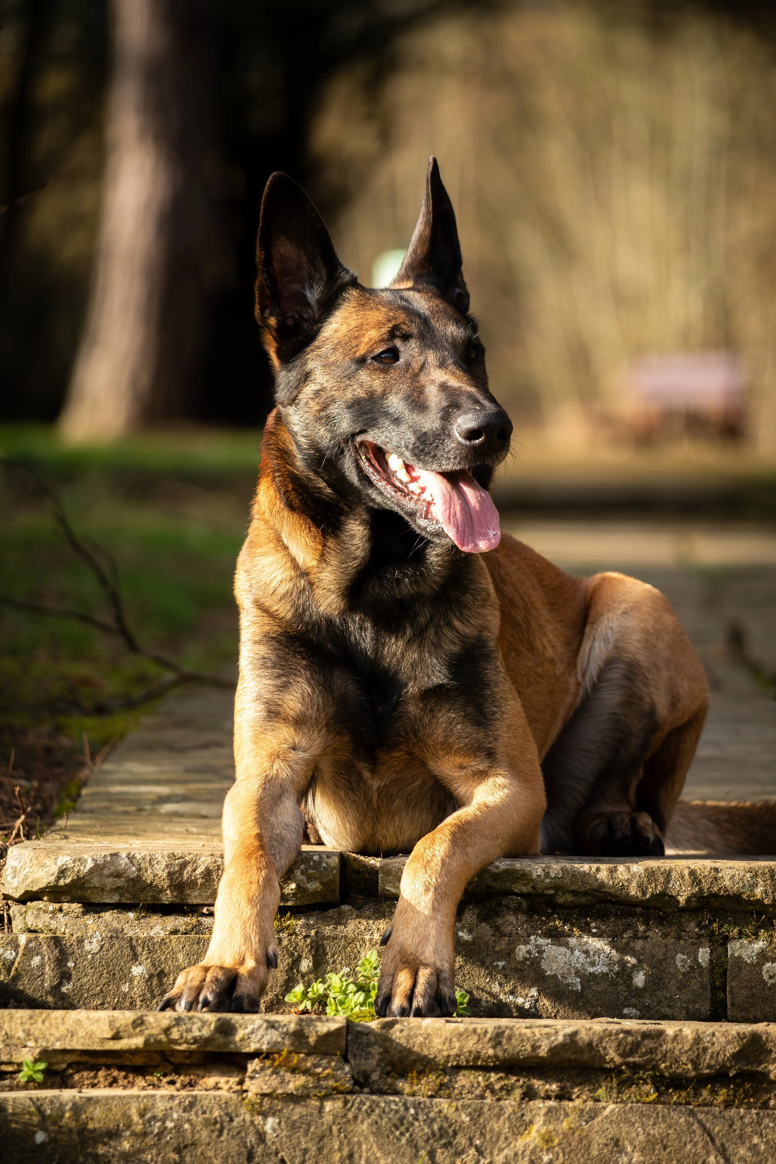 A Belgian Malinois dog lying on stone steps outdoors in sunlight, with a blurred background of trees and grass.