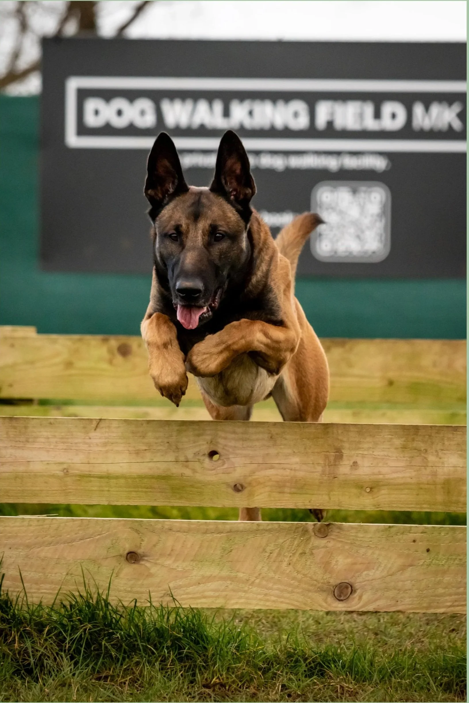 Belgian Malinois in Dog Walking Field