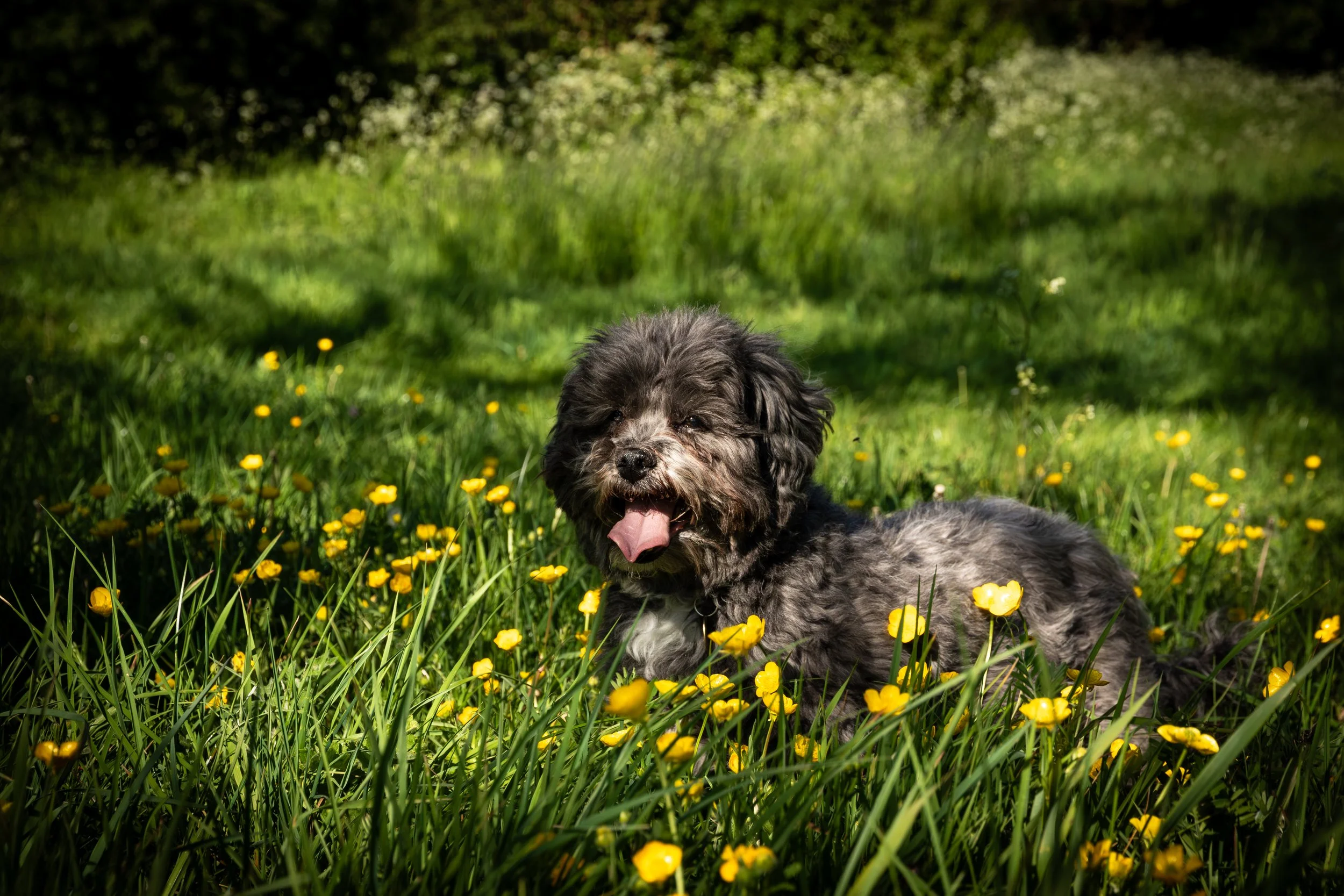 A small, fluffy, gray puppy with white markings lying in a field of yellow flowers and green grass, with trees and bushes in the background on a sunny day.