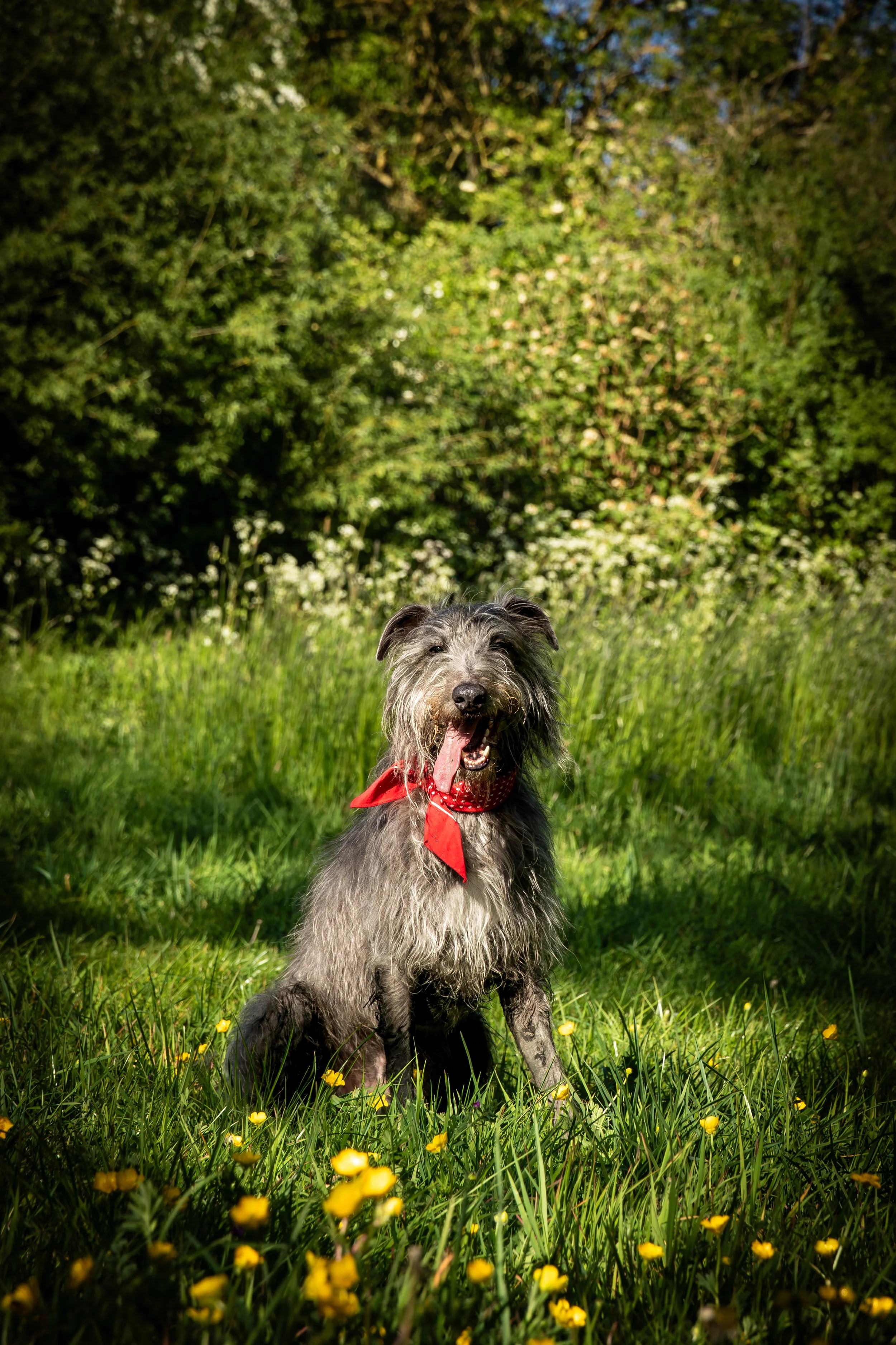A happy dog with a red bandana around its neck, sitting in a field of yellow flowers with green grass, trees, and blue sky in the background.