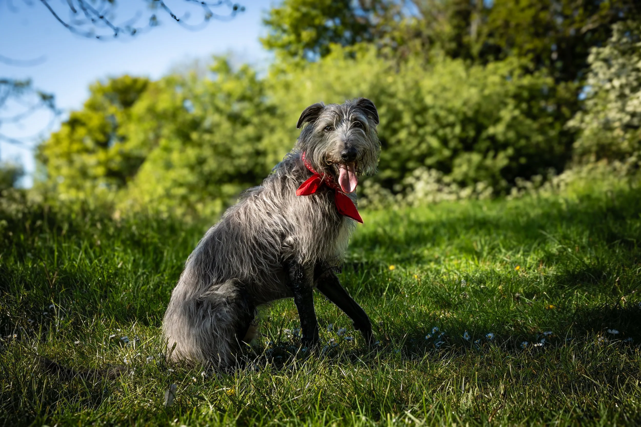 A happy gray and black dog with a red bandana sitting on green grass in a park with trees and blue sky in the background.