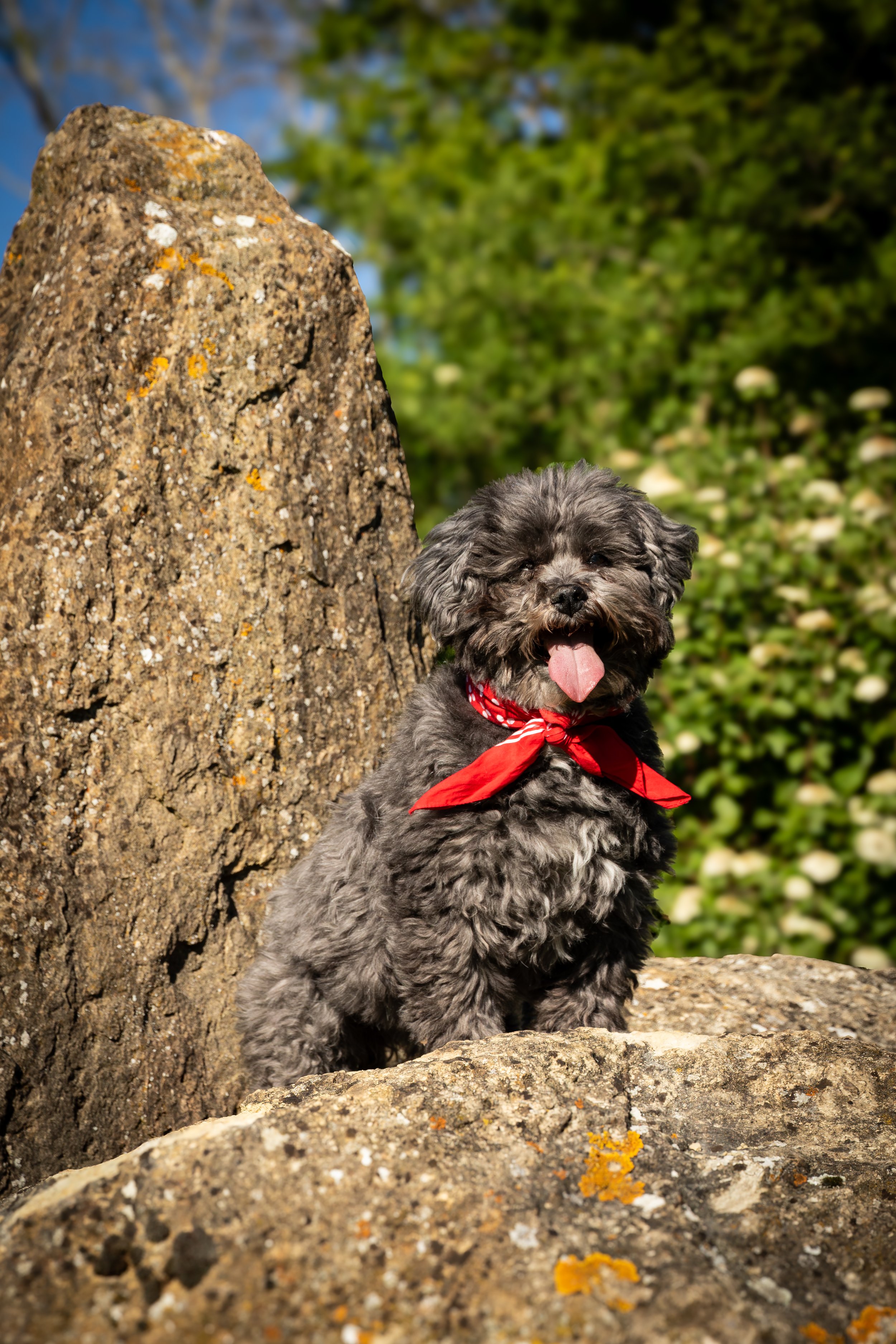 A small, fluffy gray puppy with a red bandana around its neck, standing outdoors on rocks with a large rock and green bushes in the background on a sunny day.