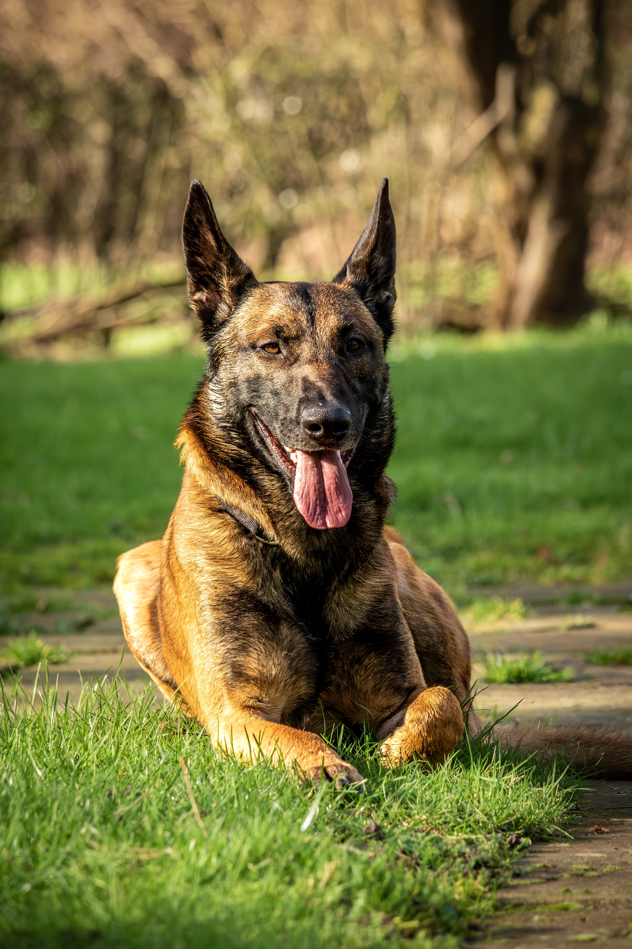 A Belgian Malinois dog lying on grass outdoors with a background of trees and blurred foliage, panting with tongue out and ears upright.