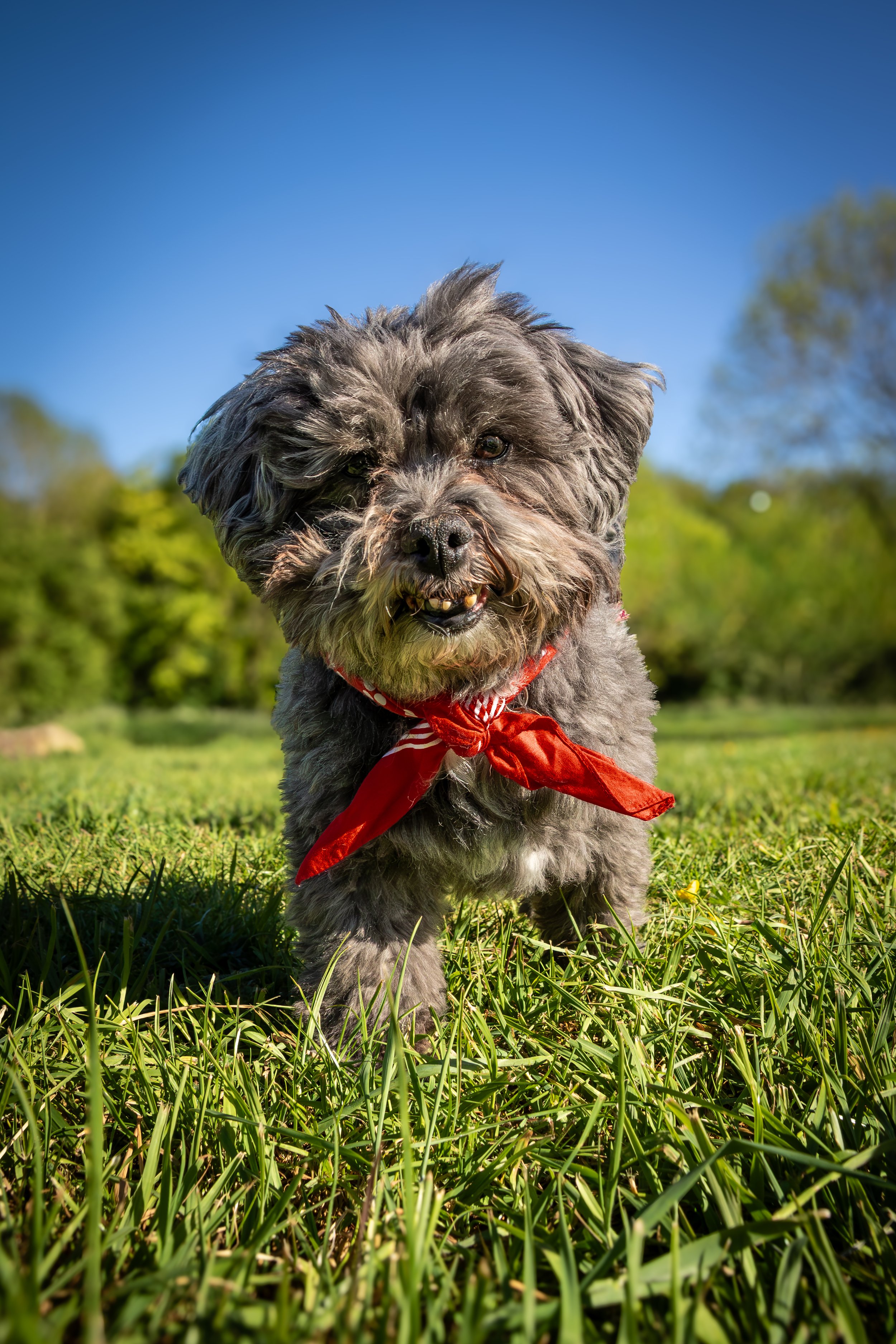 A small gray and black dog with a red bandana around its neck standing on grass with trees and clear blue sky in the background.